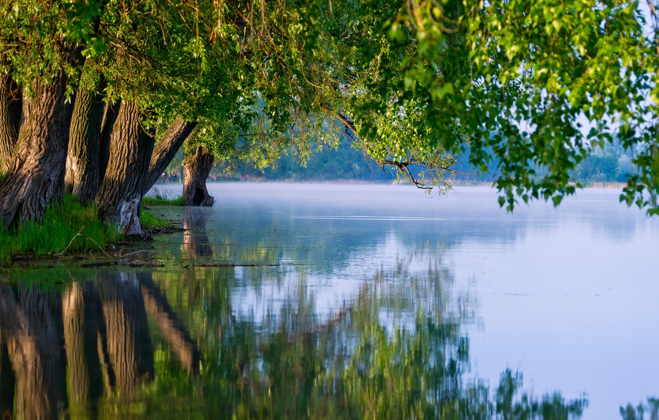 Lake Tree Wallpapers