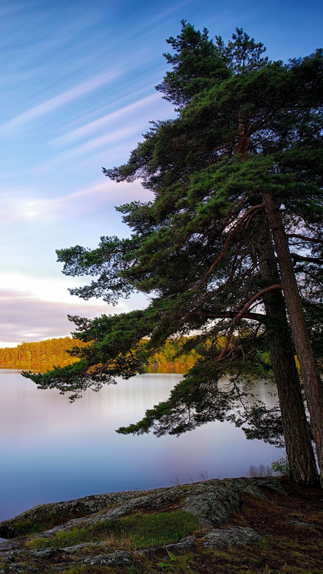 Lake Tree Wallpapers