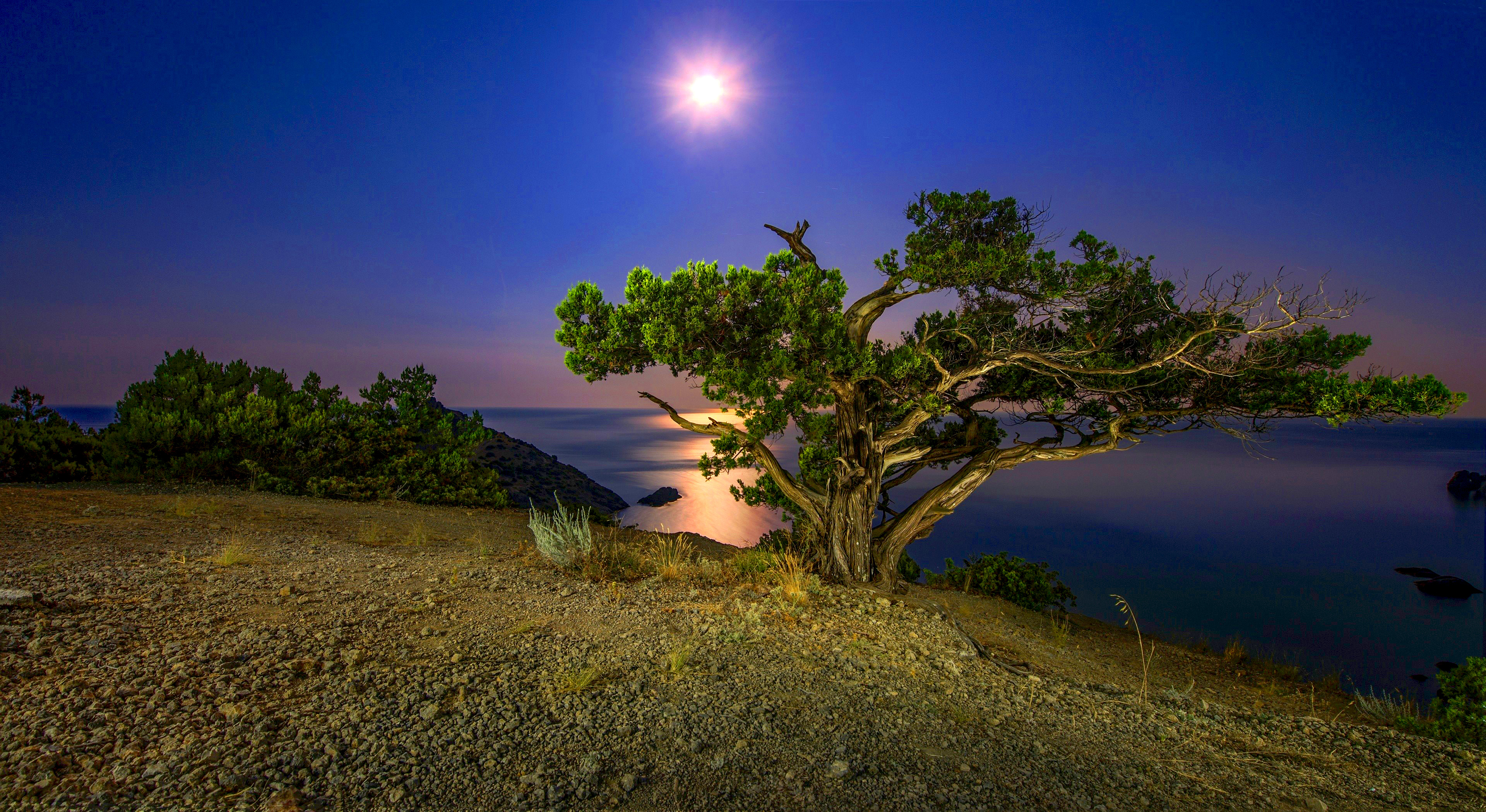 Lake Tree Wallpapers