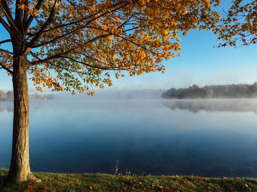 Lake Tree Wallpapers