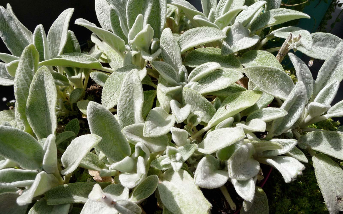 Lamb'S Ear Wallpapers