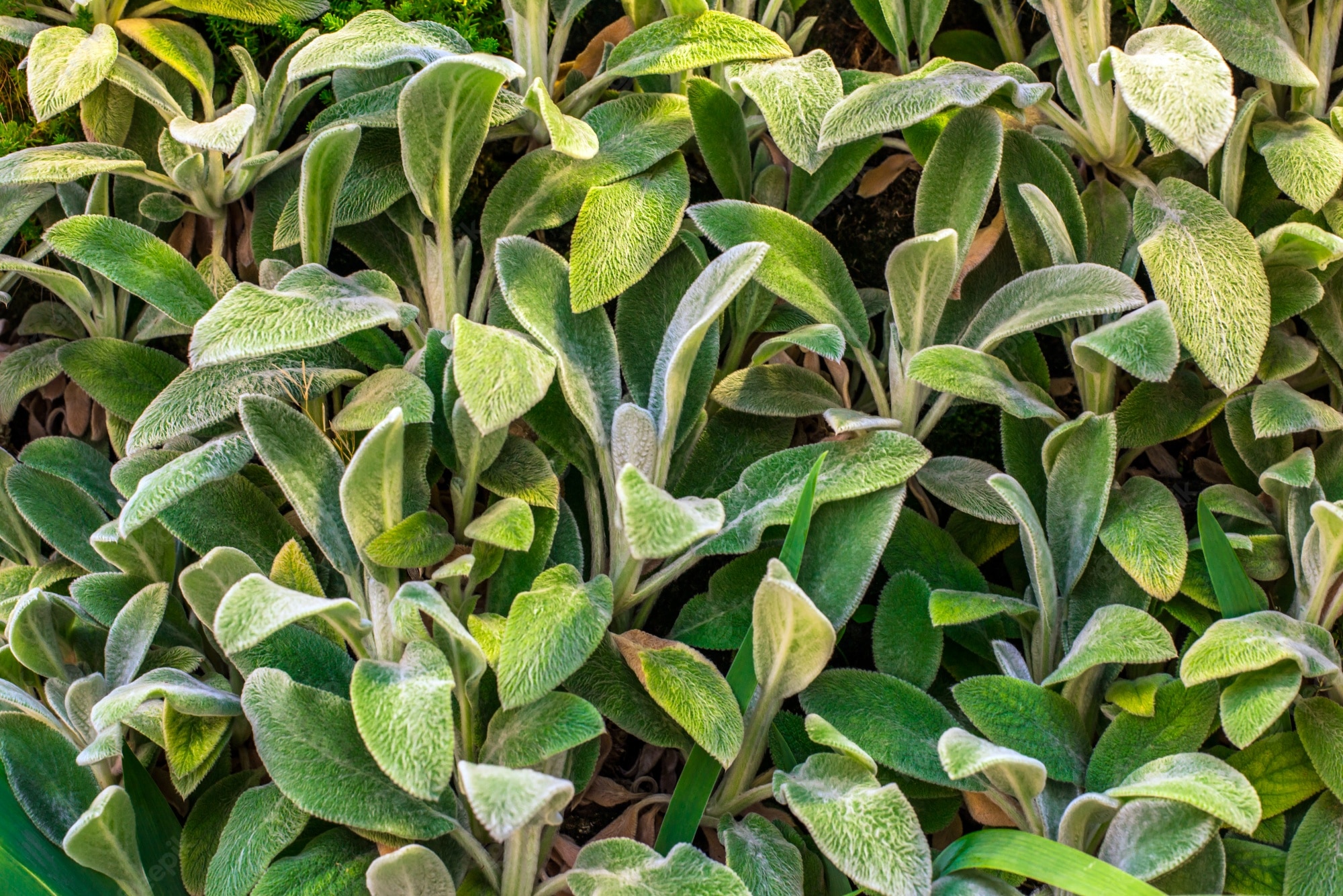 Lamb'S Ear Wallpapers