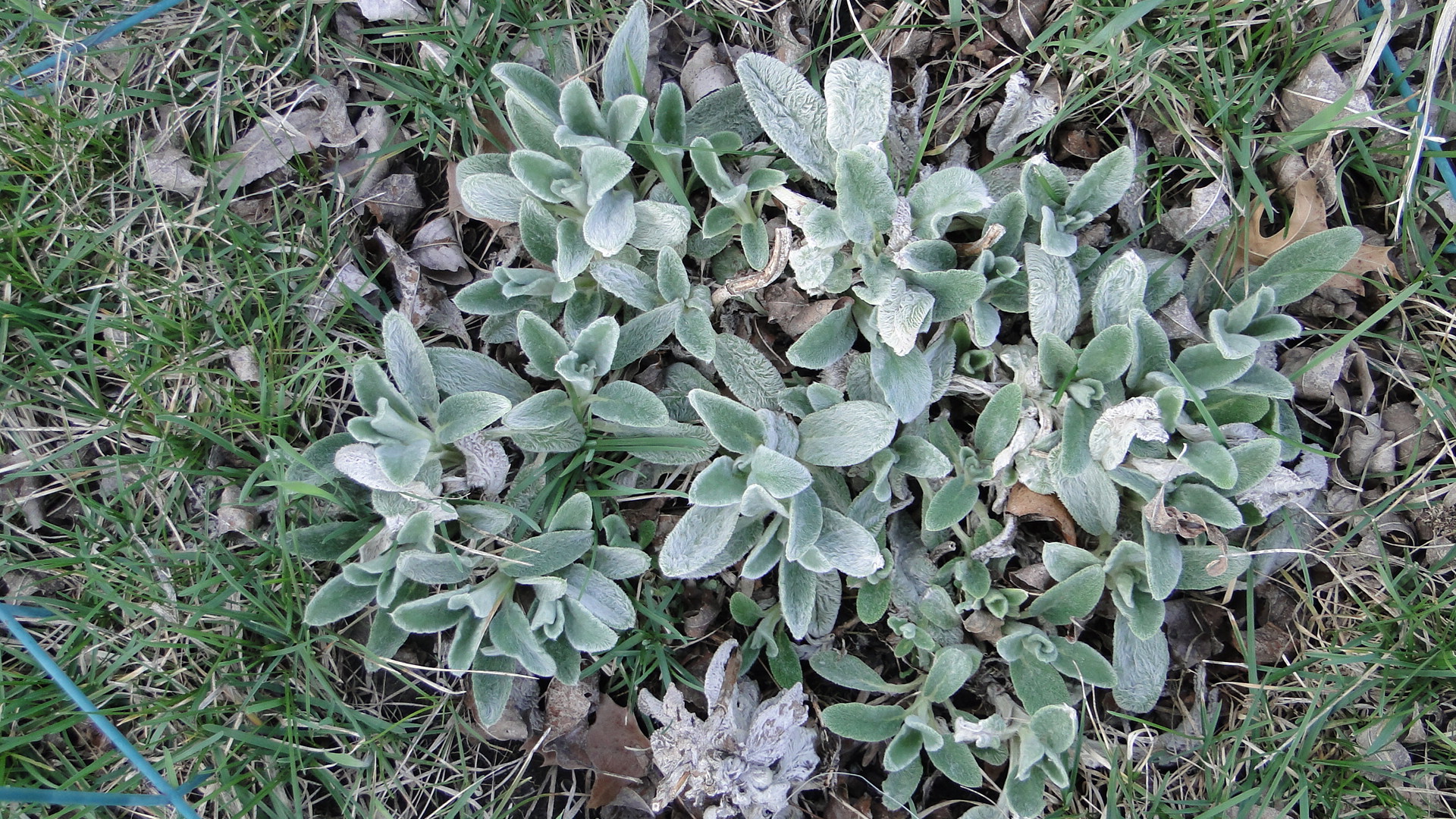 Lamb'S Ear Wallpapers