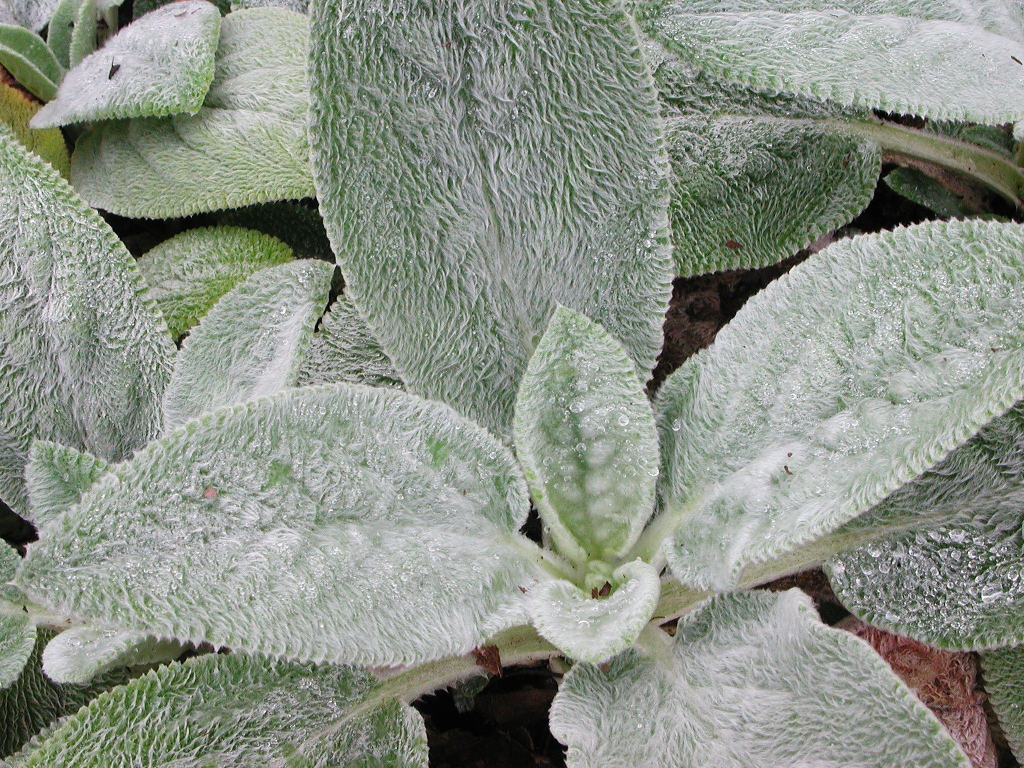 Lamb'S Ear Wallpapers