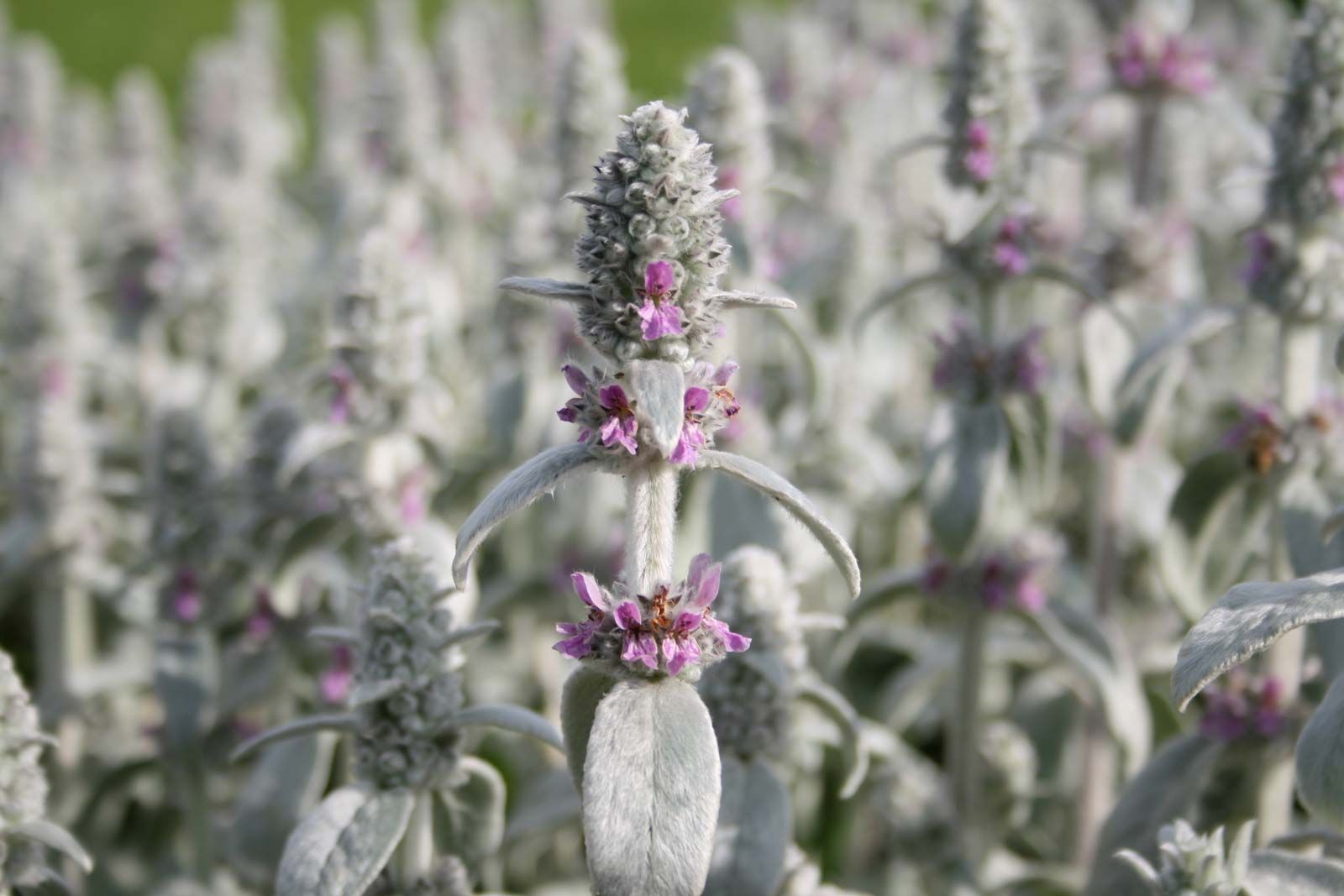 Lamb'S Ear Wallpapers