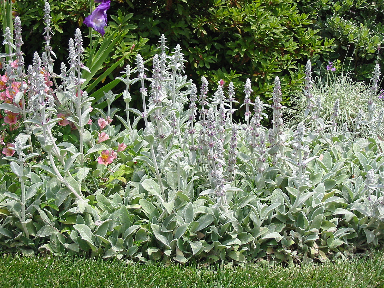 Lamb'S Ear Wallpapers