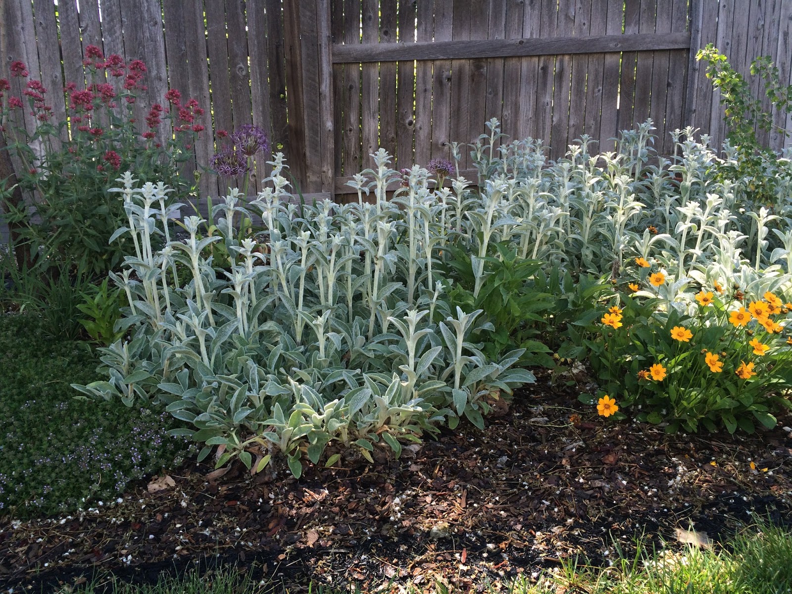 Lamb'S Ear Wallpapers