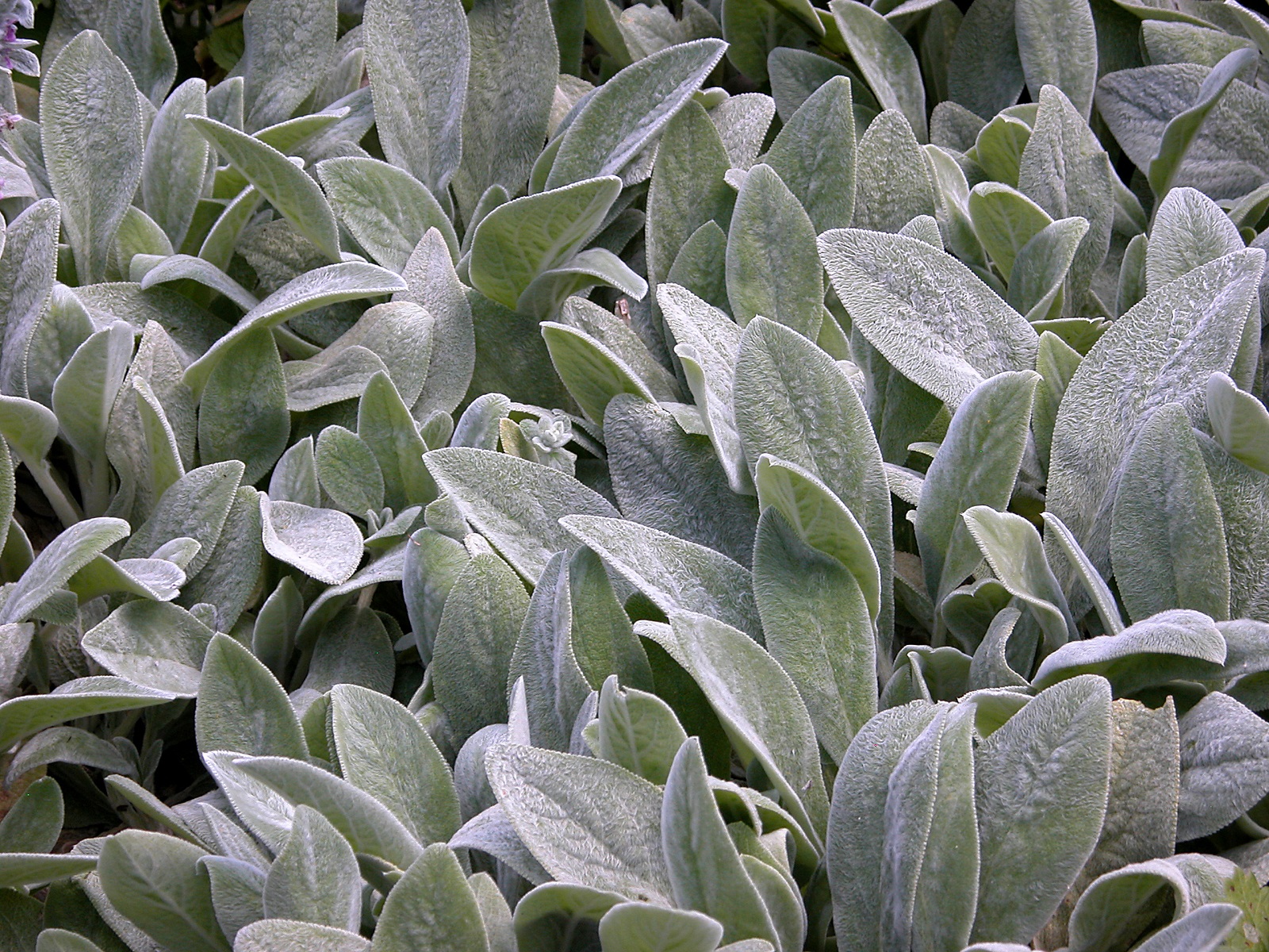 Lamb'S Ear Wallpapers