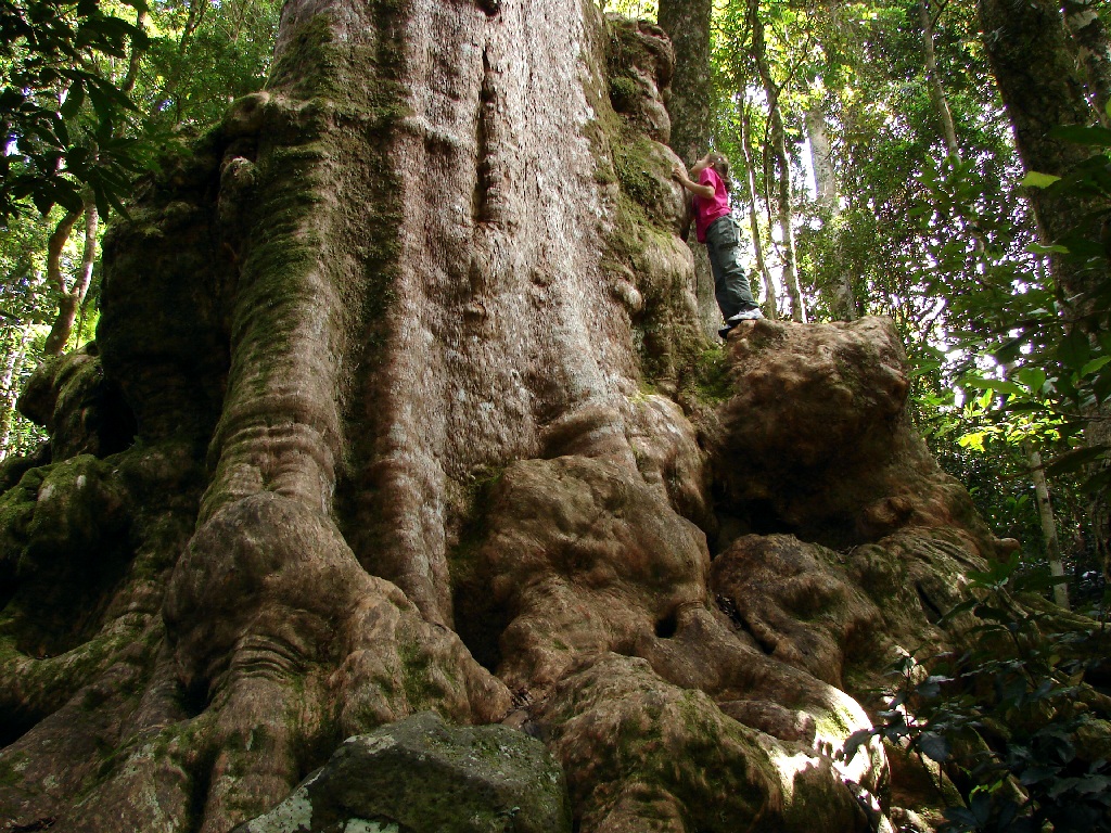 Lamington National Park Wallpapers