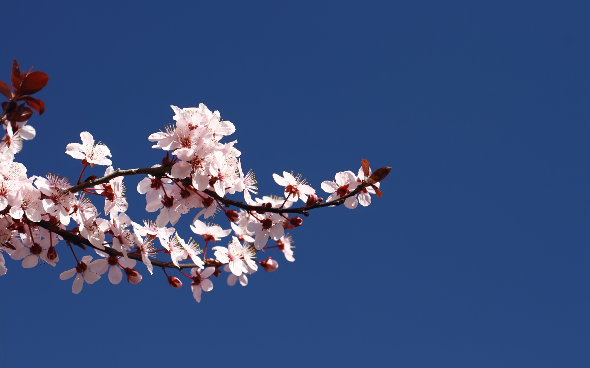 Lava With Cherry Tree Wallpapers