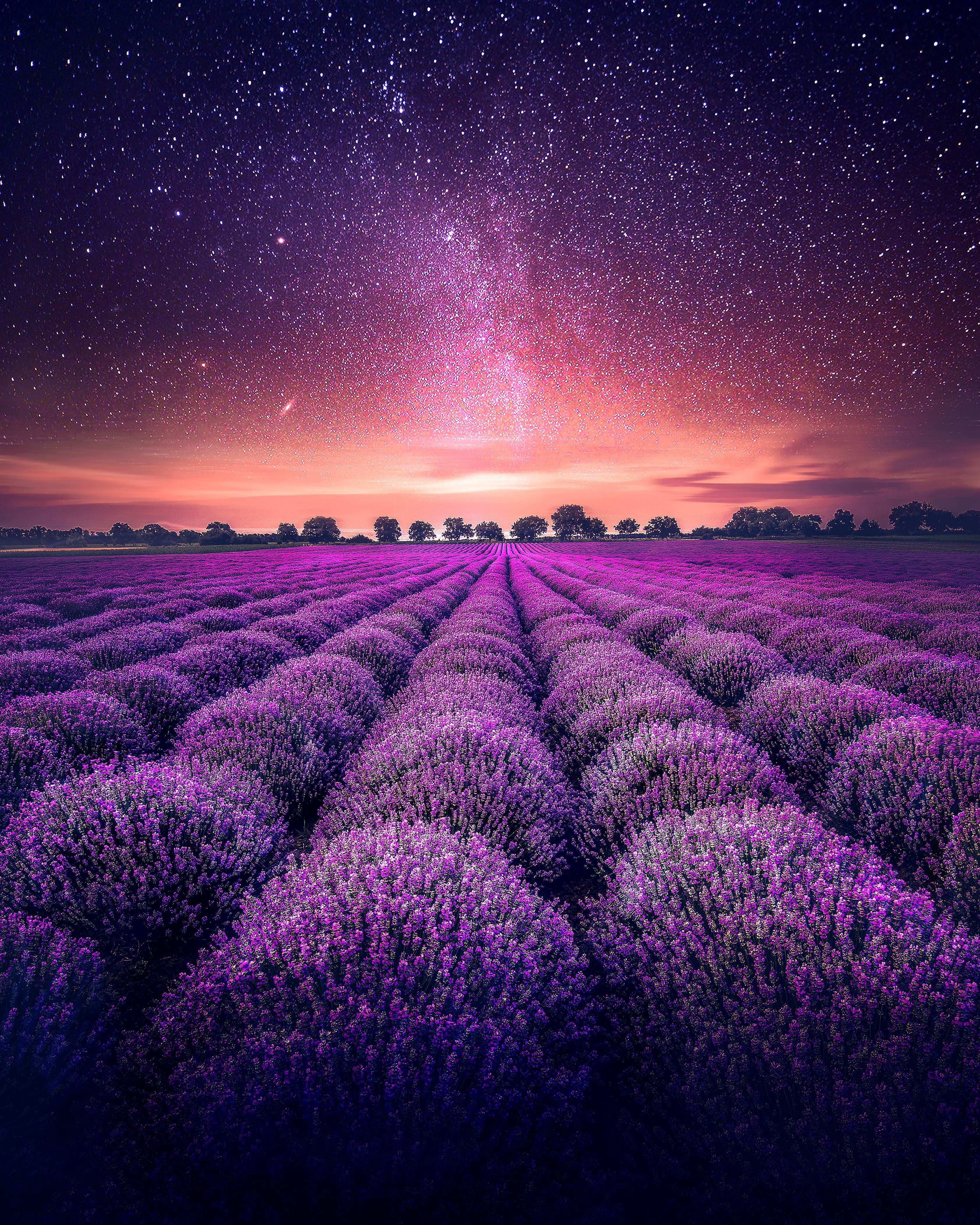 Lavender Wallpapers