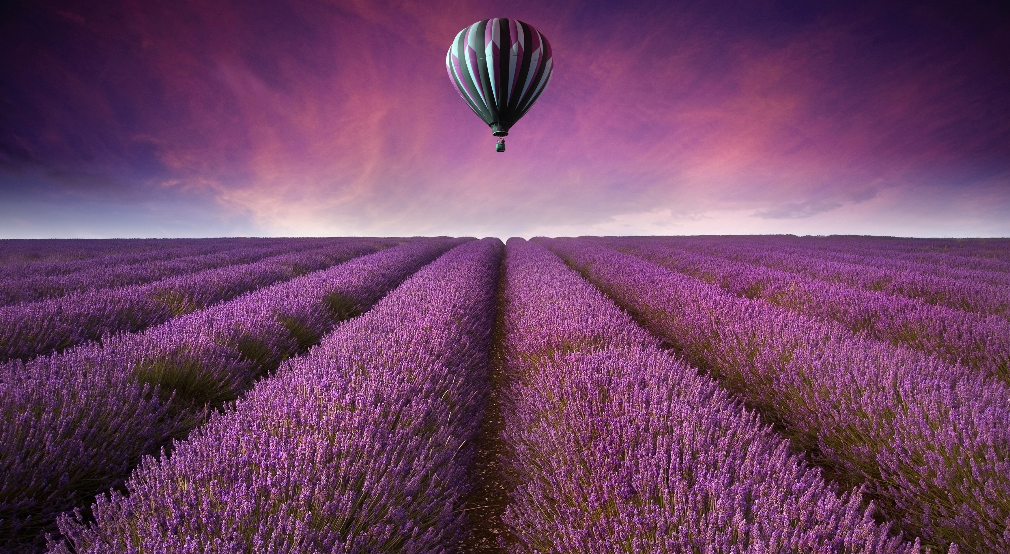 Lavender Wallpapers