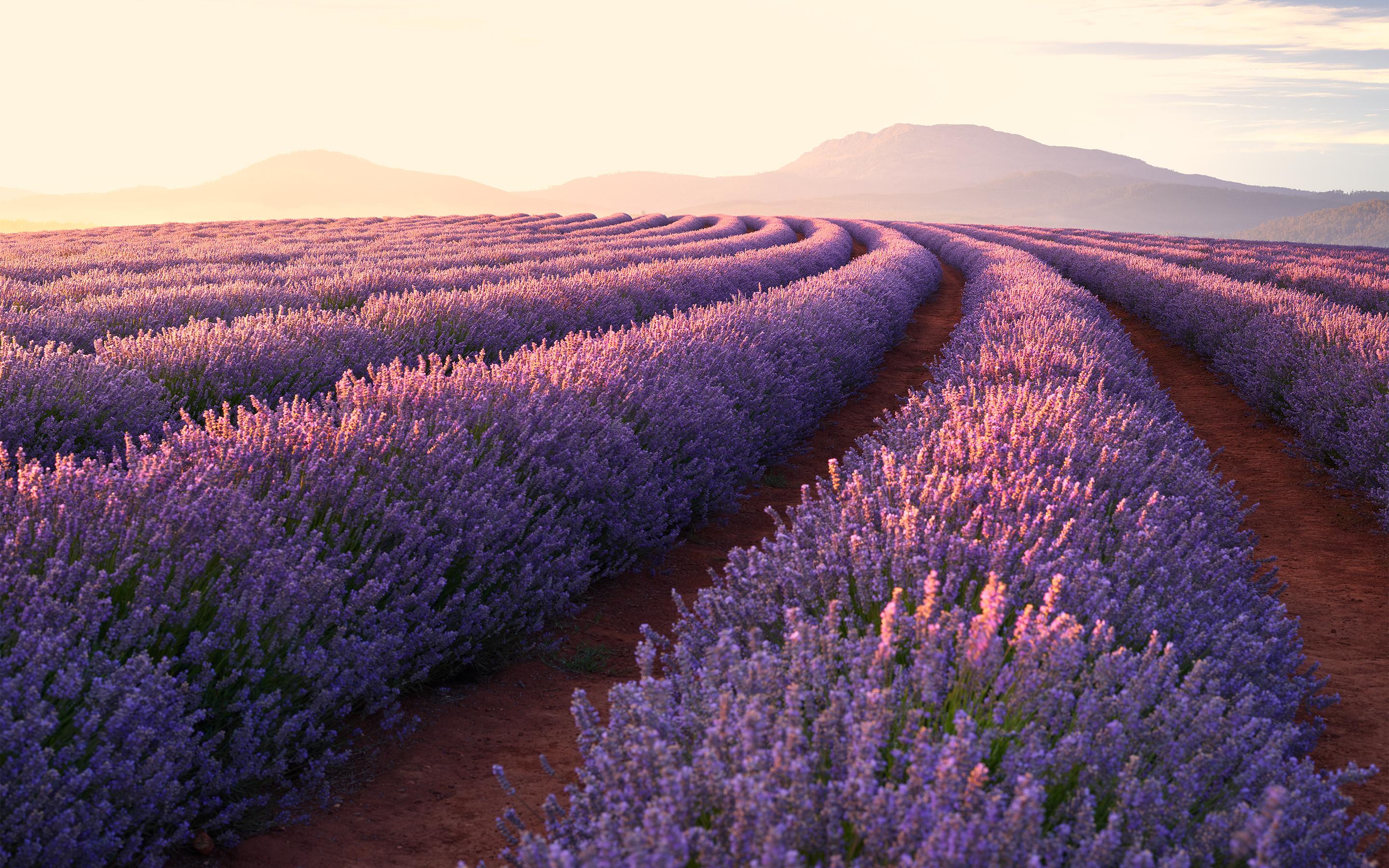 Lavender Wallpapers