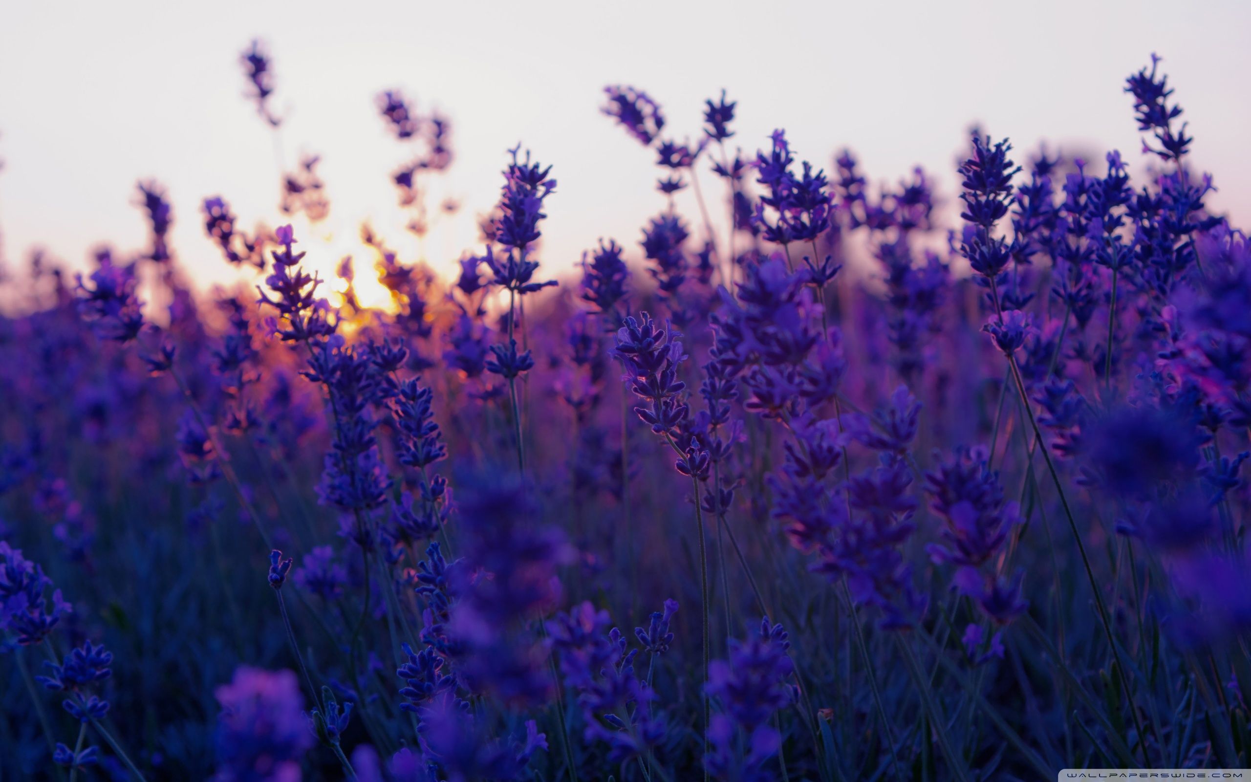 Lavender Wallpapers