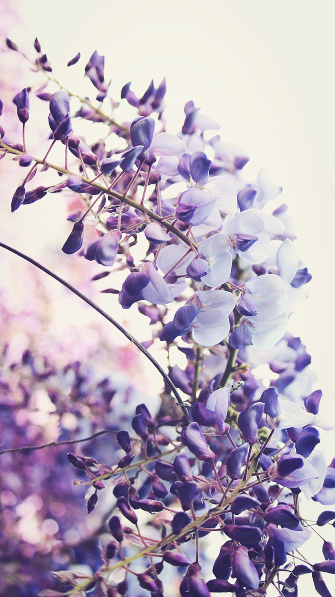 Lavender Wallpapers