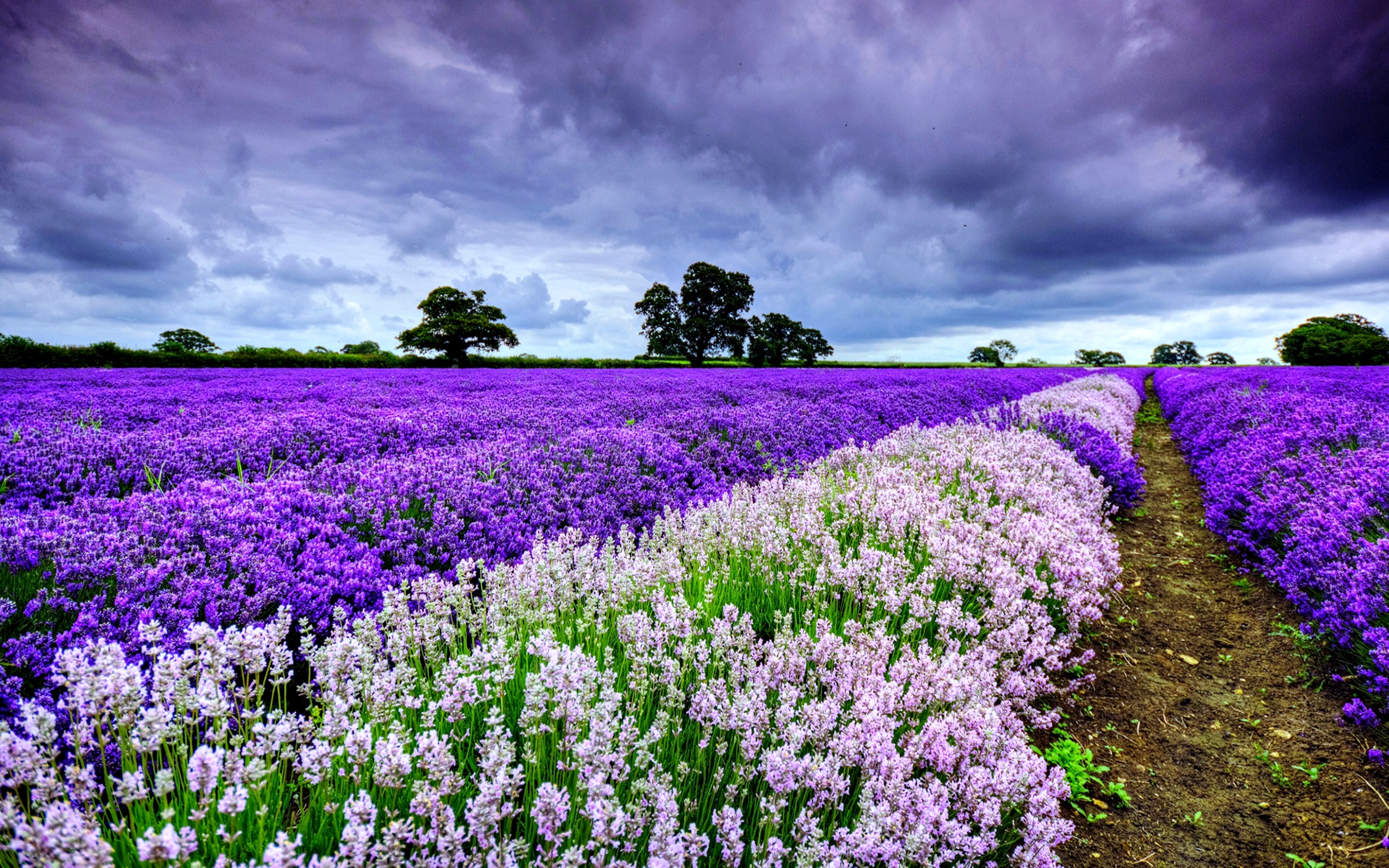 Lavender Wallpapers