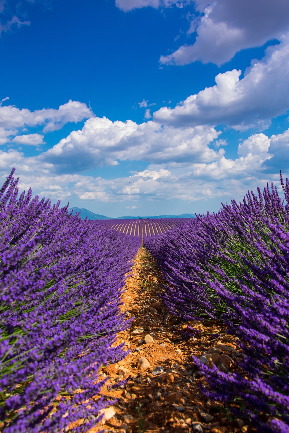 Lavender Wallpapers