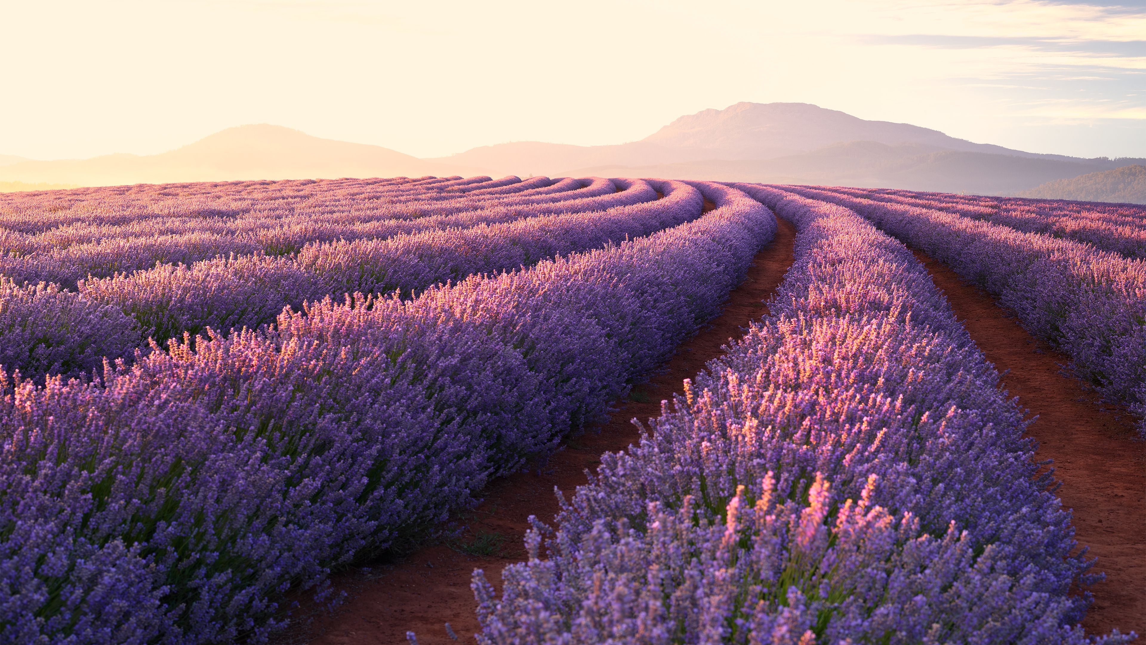 Lavender 4K Amazing Field Wallpapers