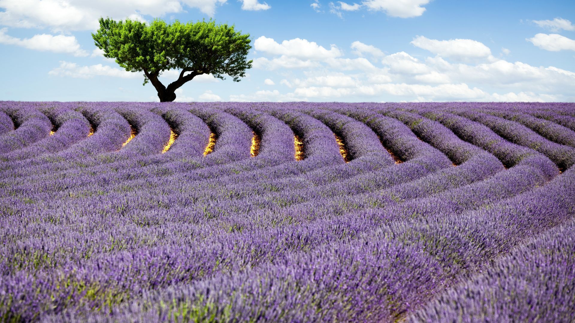 Lavender 4K Amazing Field Wallpapers