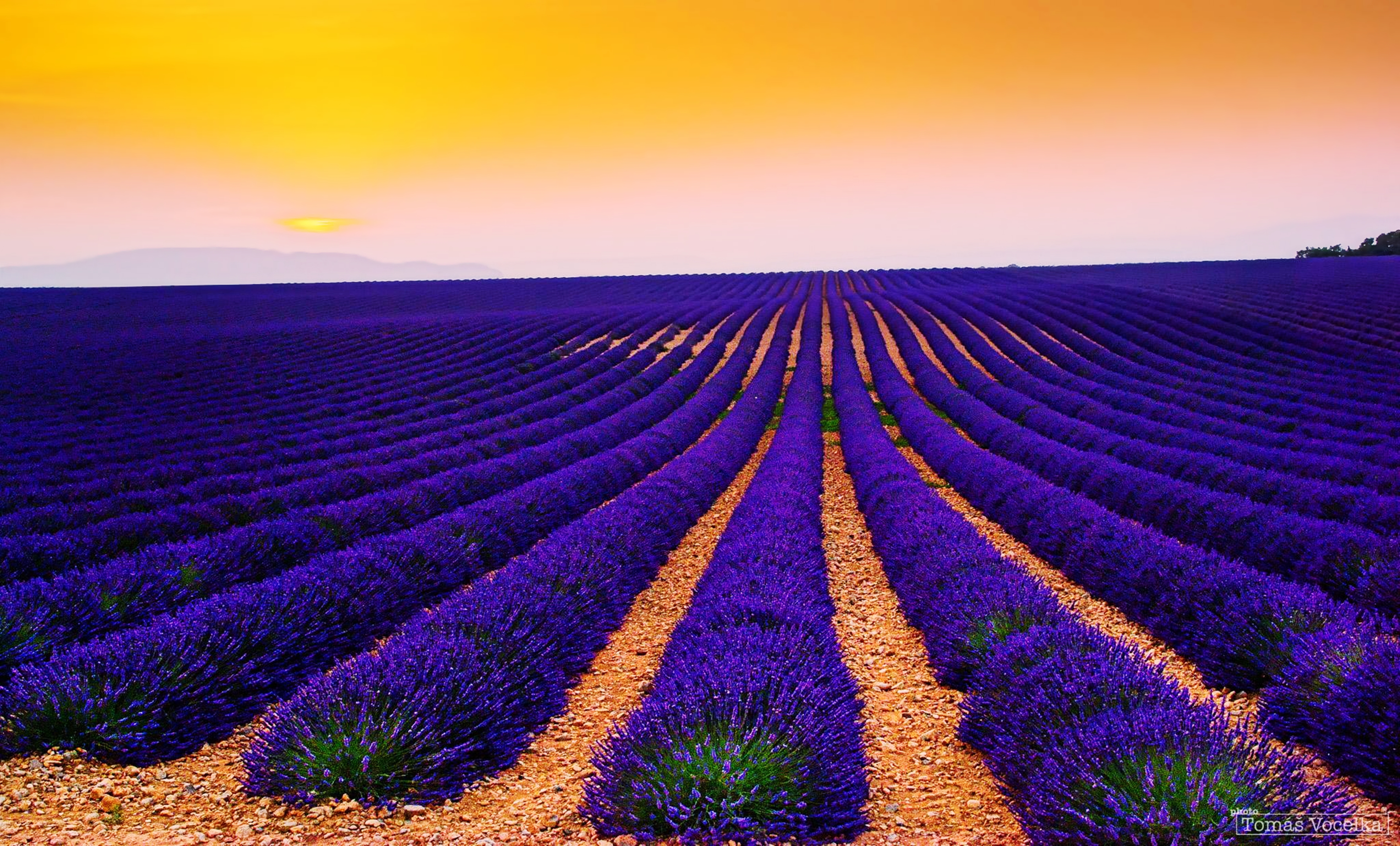 Lavender 4K Amazing Field Wallpapers