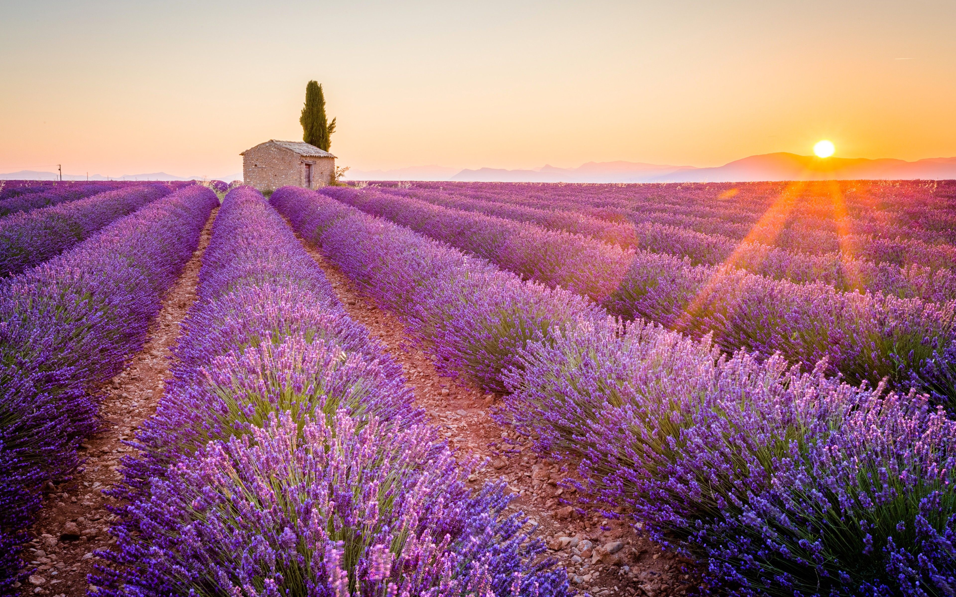 Lavender 4K Amazing Field Wallpapers