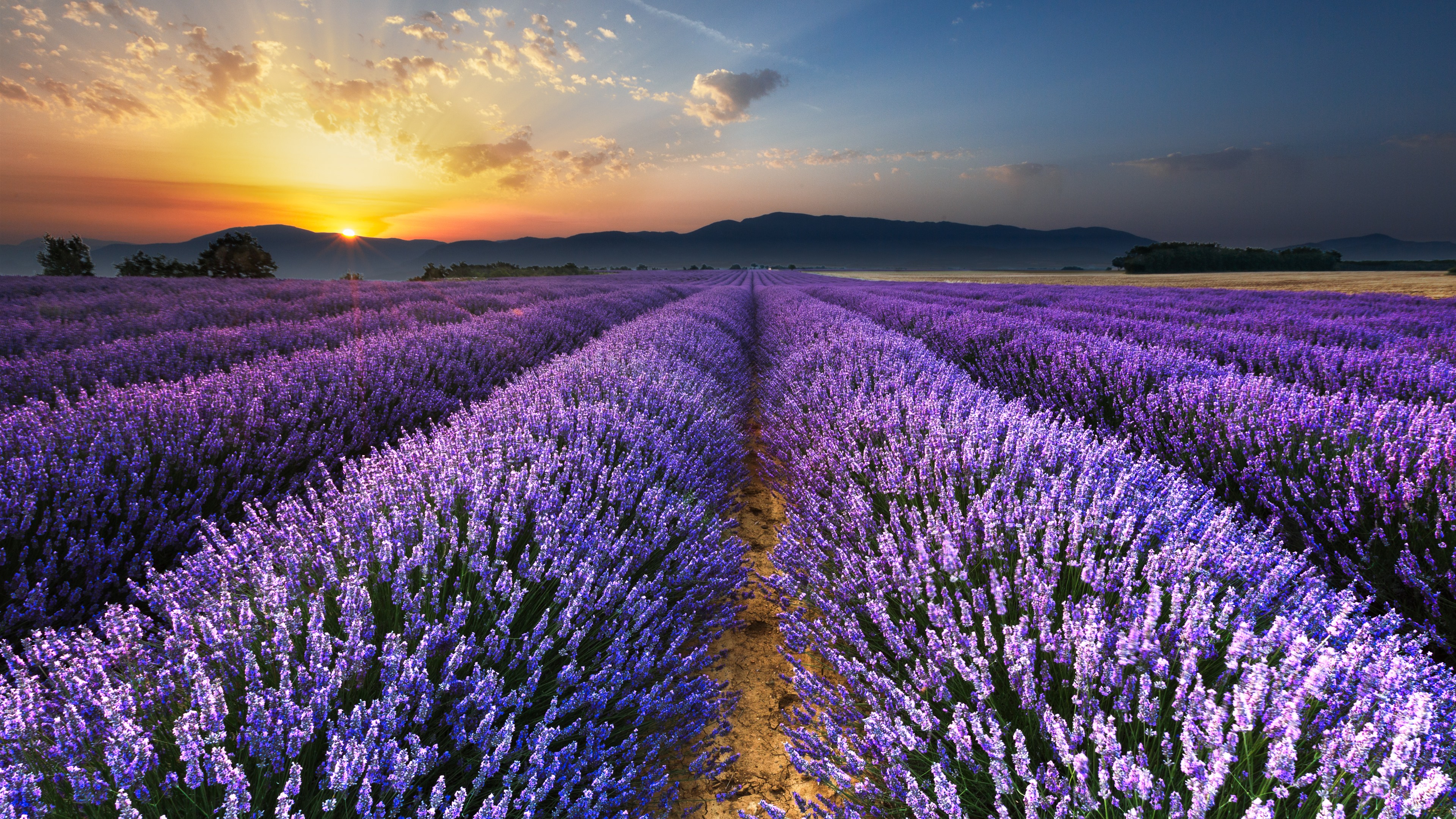 Lavender 4K Amazing Field Wallpapers