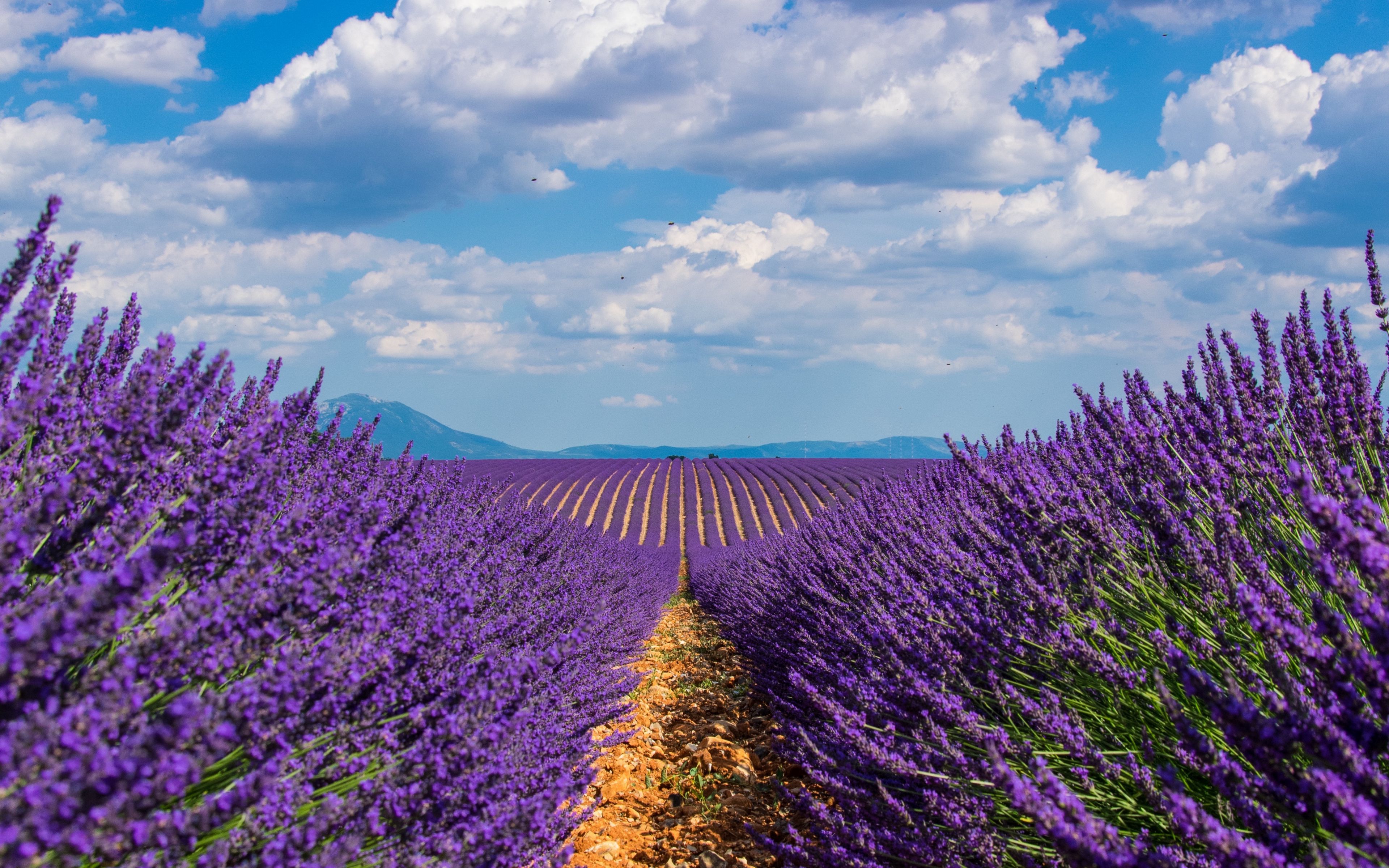 Lavender 4K Amazing Field Wallpapers