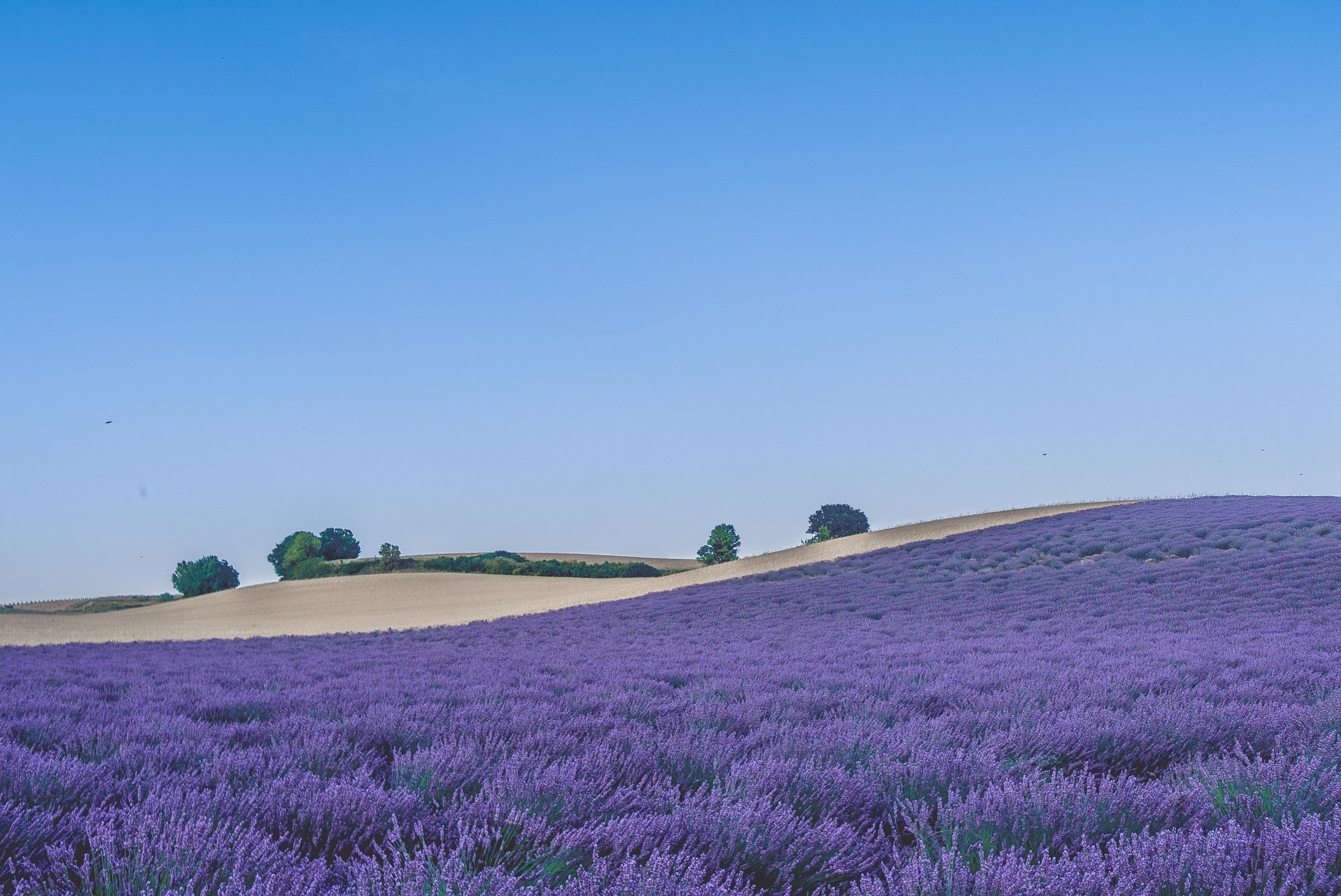 Lavender 4K Amazing Field Wallpapers