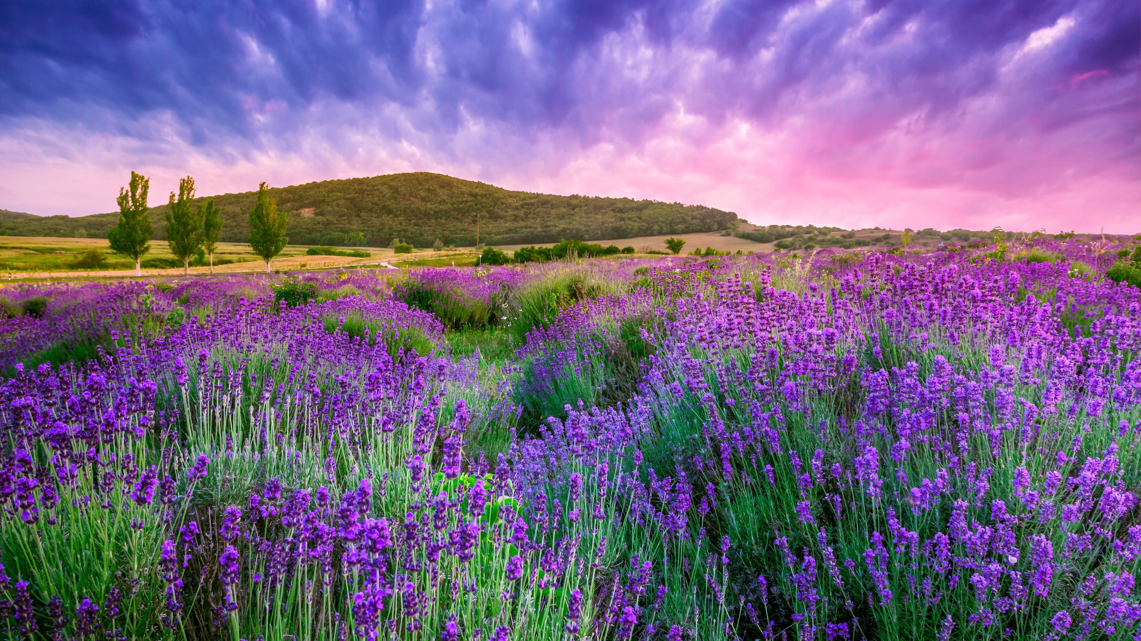 Lavender 4K Amazing Field Wallpapers