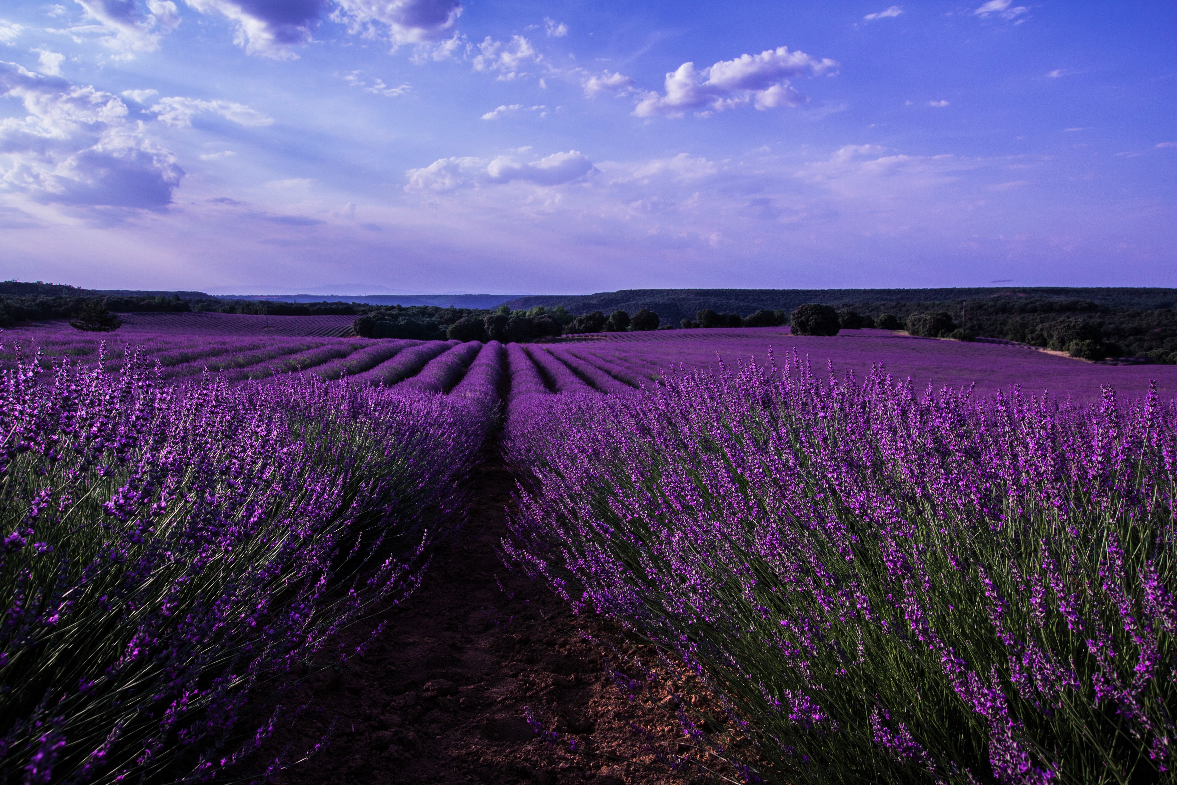 Lavender 4K Amazing Field Wallpapers