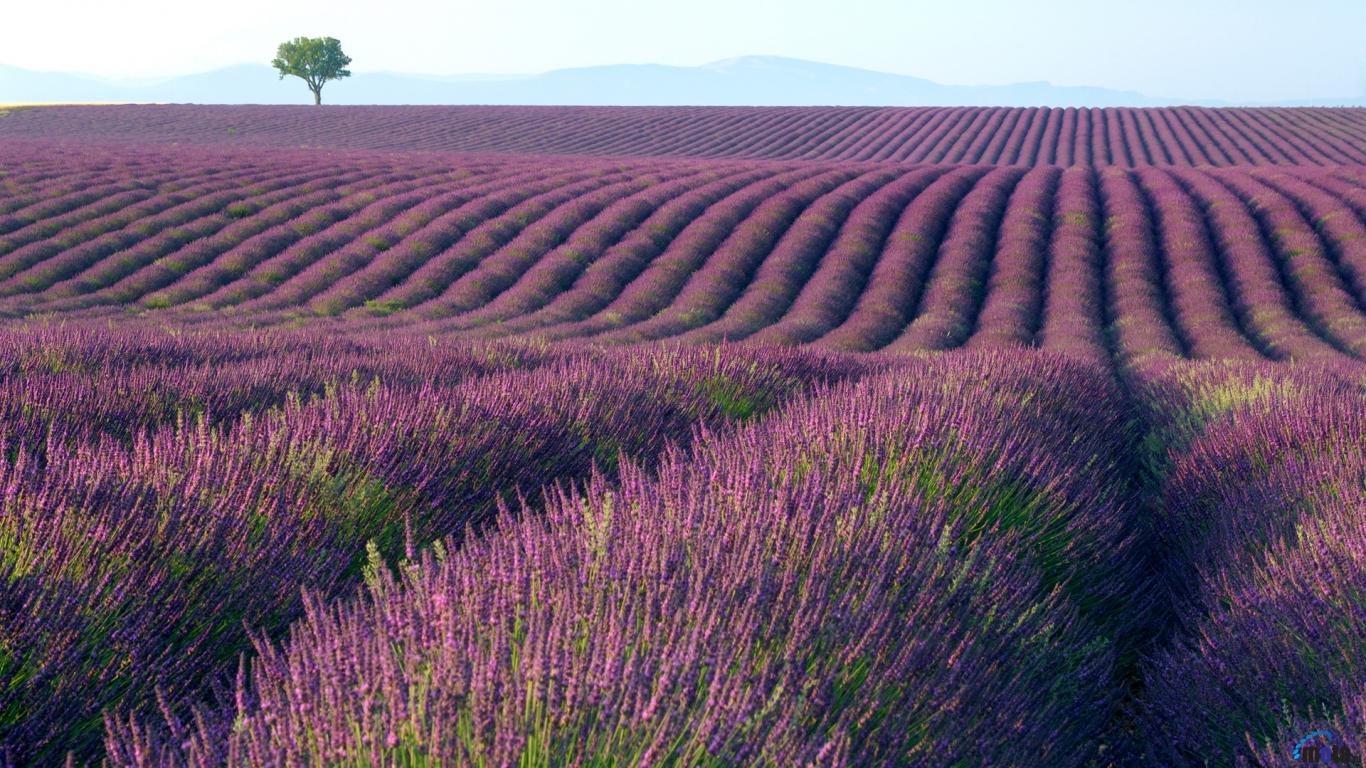 Lavender 4K Amazing Field Wallpapers