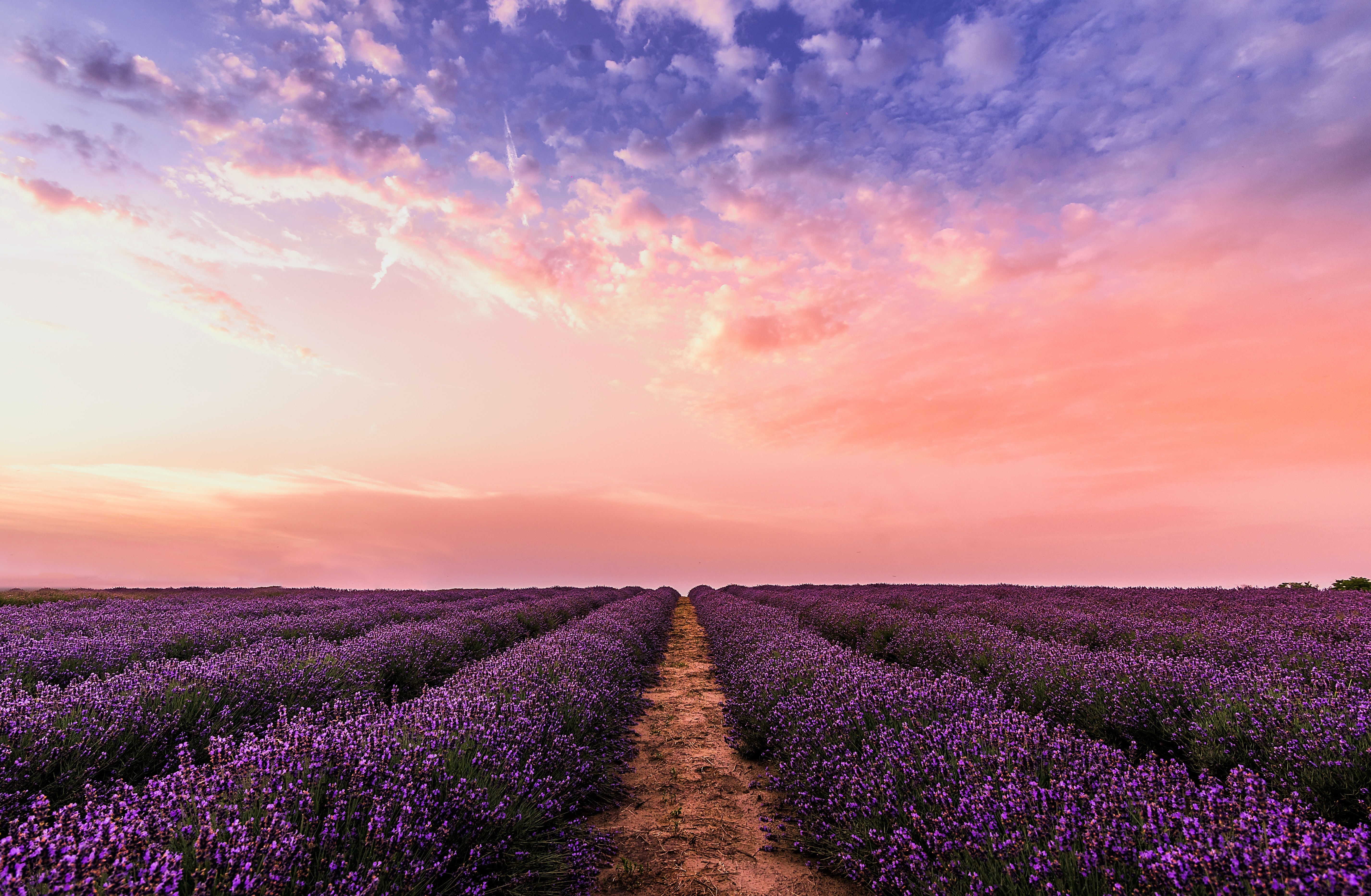 Lavender 4K Amazing Field Wallpapers