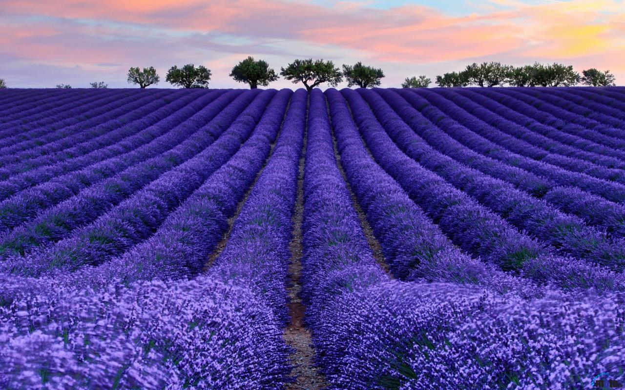 Lavender 4K Amazing Field Wallpapers