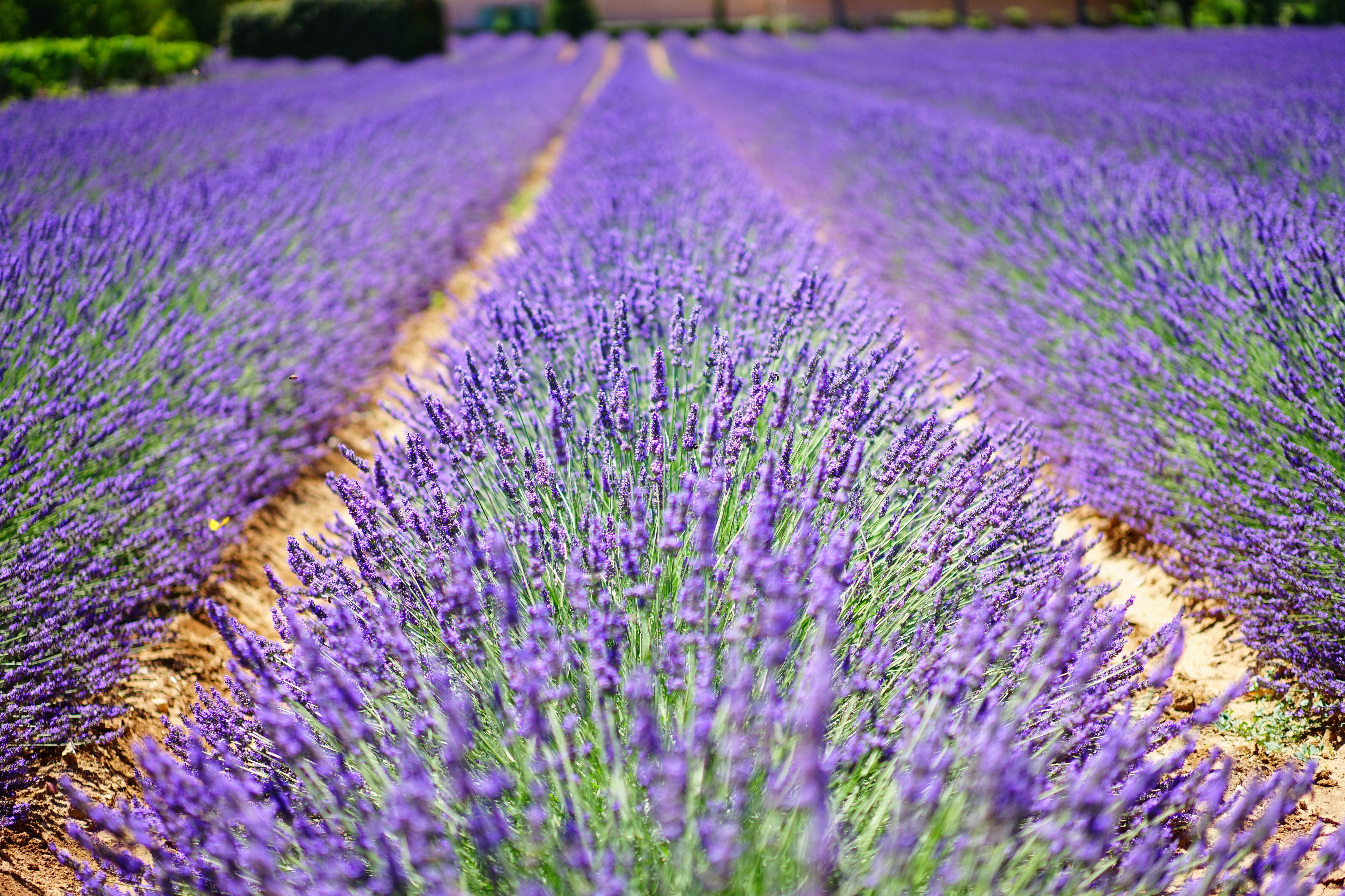 Lavender 4K Amazing Field Wallpapers