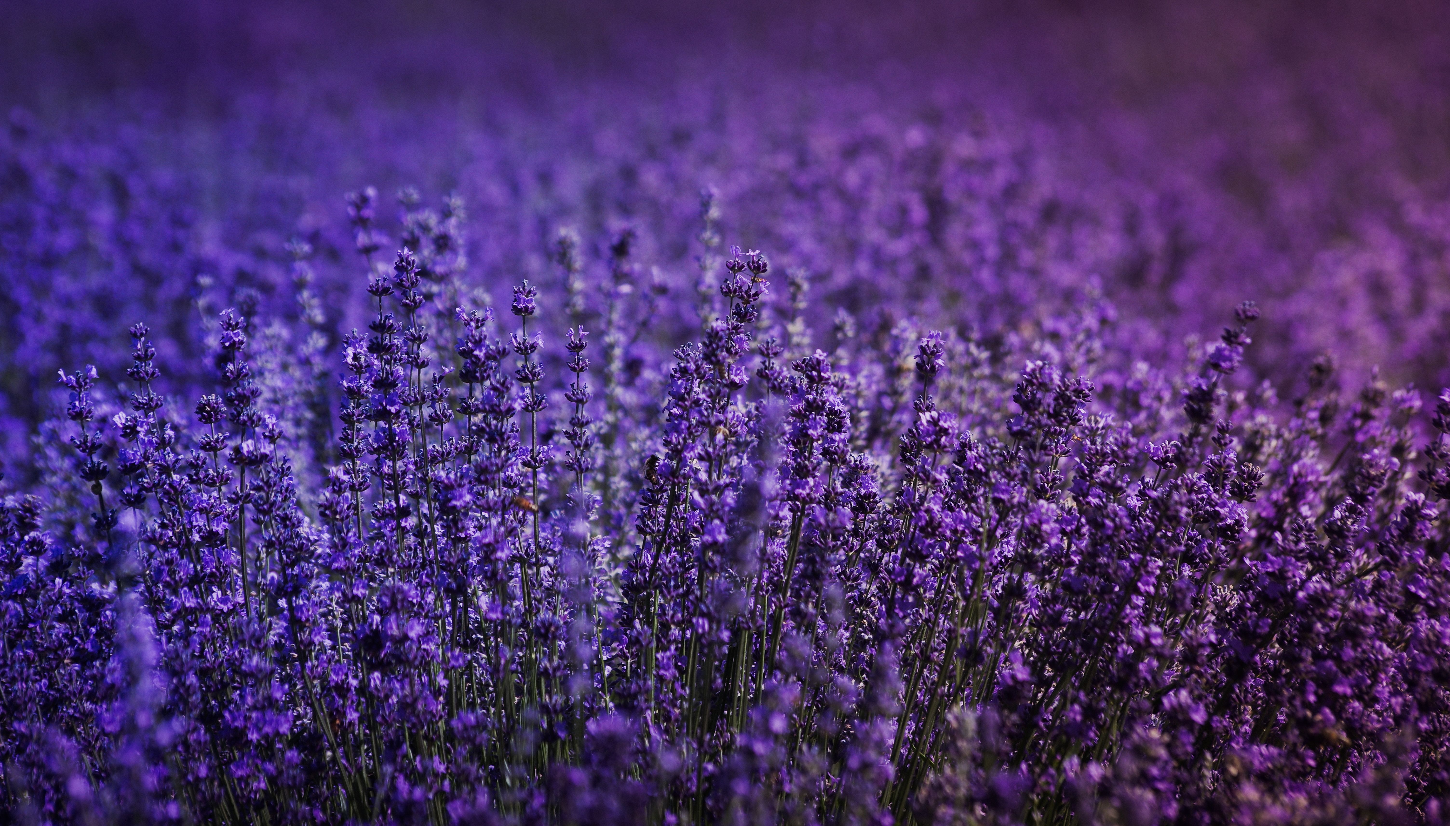 Lavender 4K Amazing Field Wallpapers