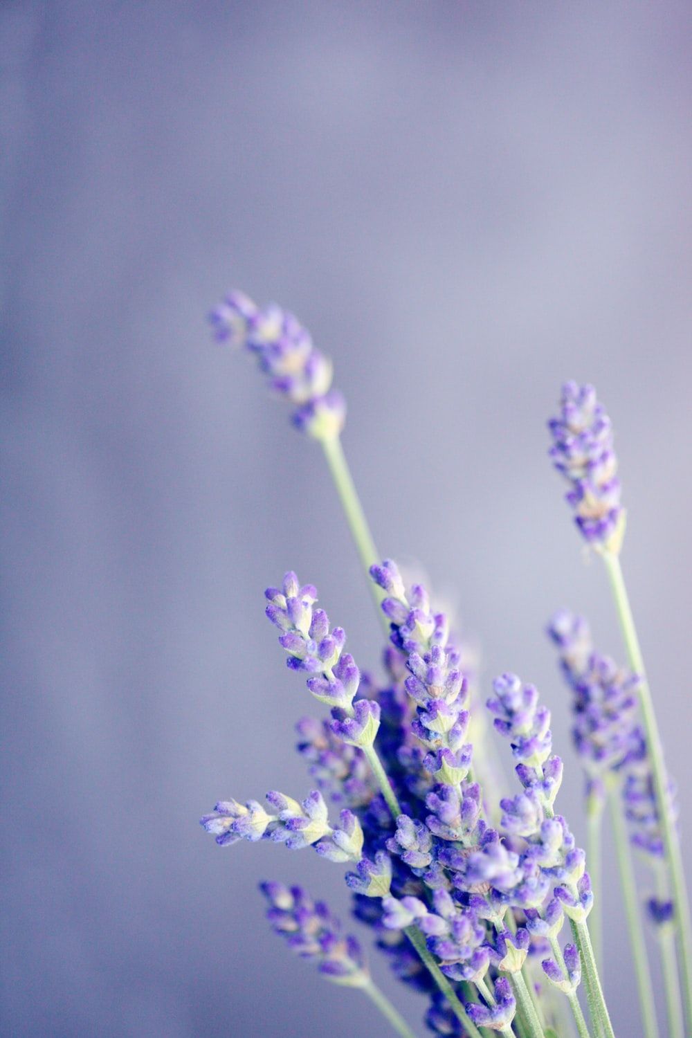 Lavender 4K Amazing Field Wallpapers