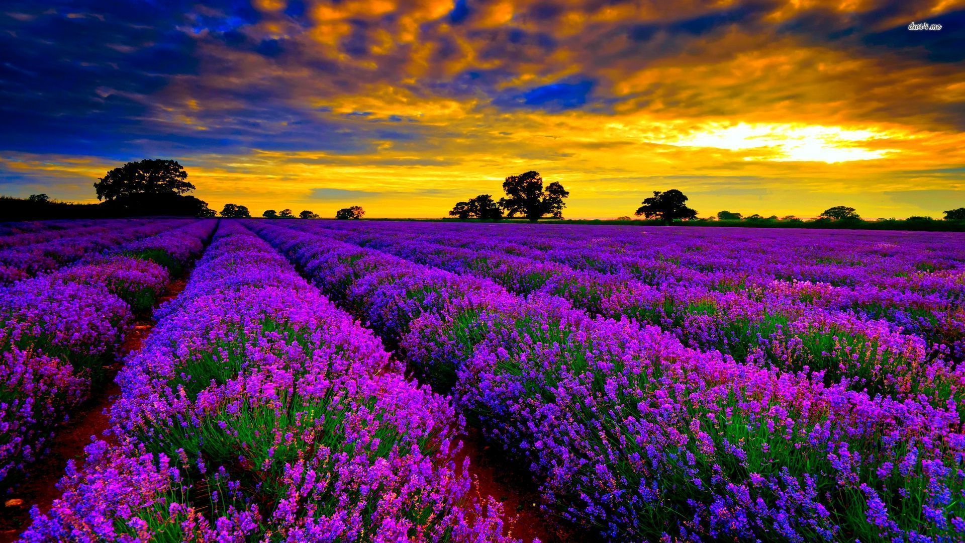 Lavender 4K Amazing Field Wallpapers