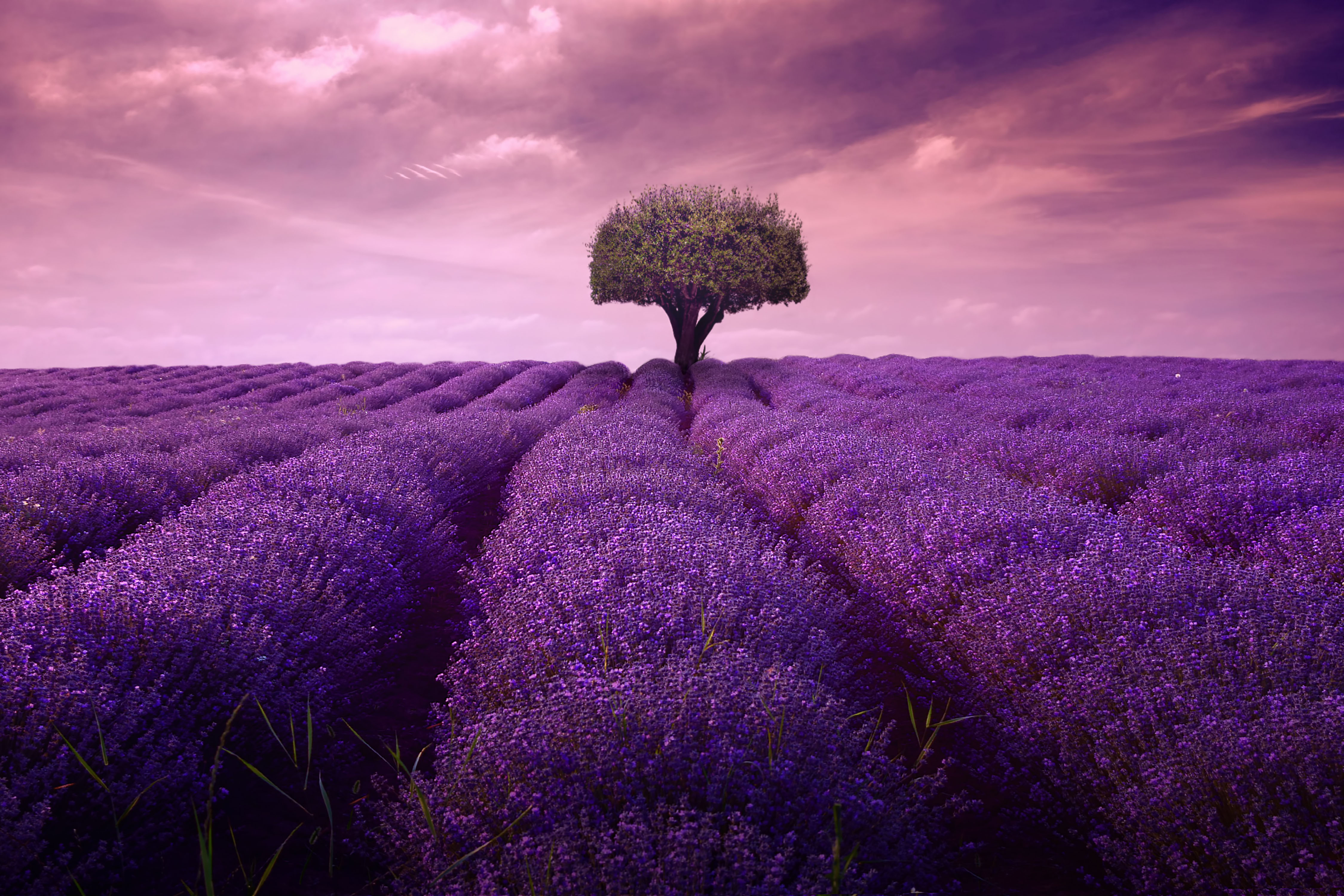 Lavender 4K Amazing Field Wallpapers