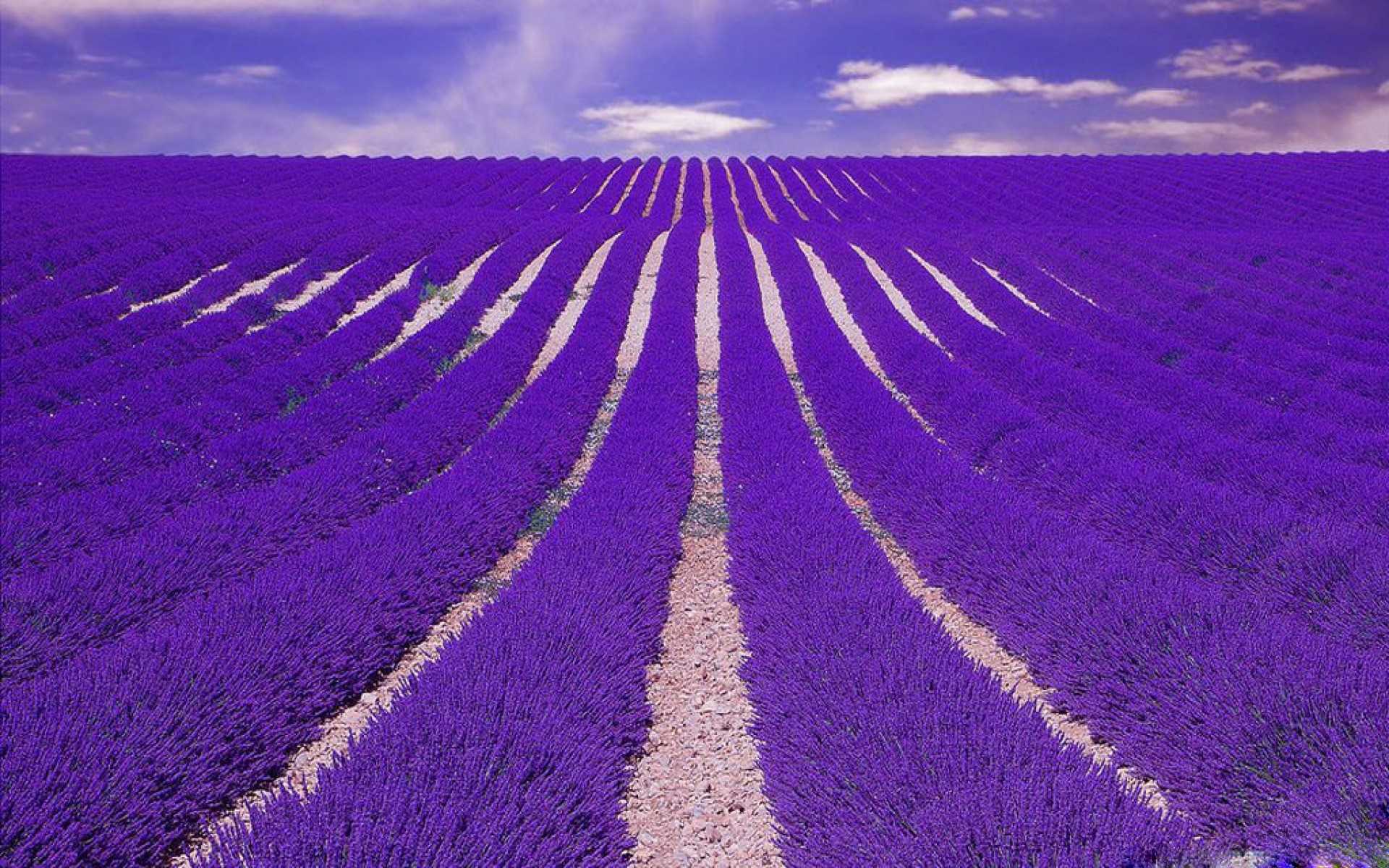 Lavender 4K Amazing Field Wallpapers