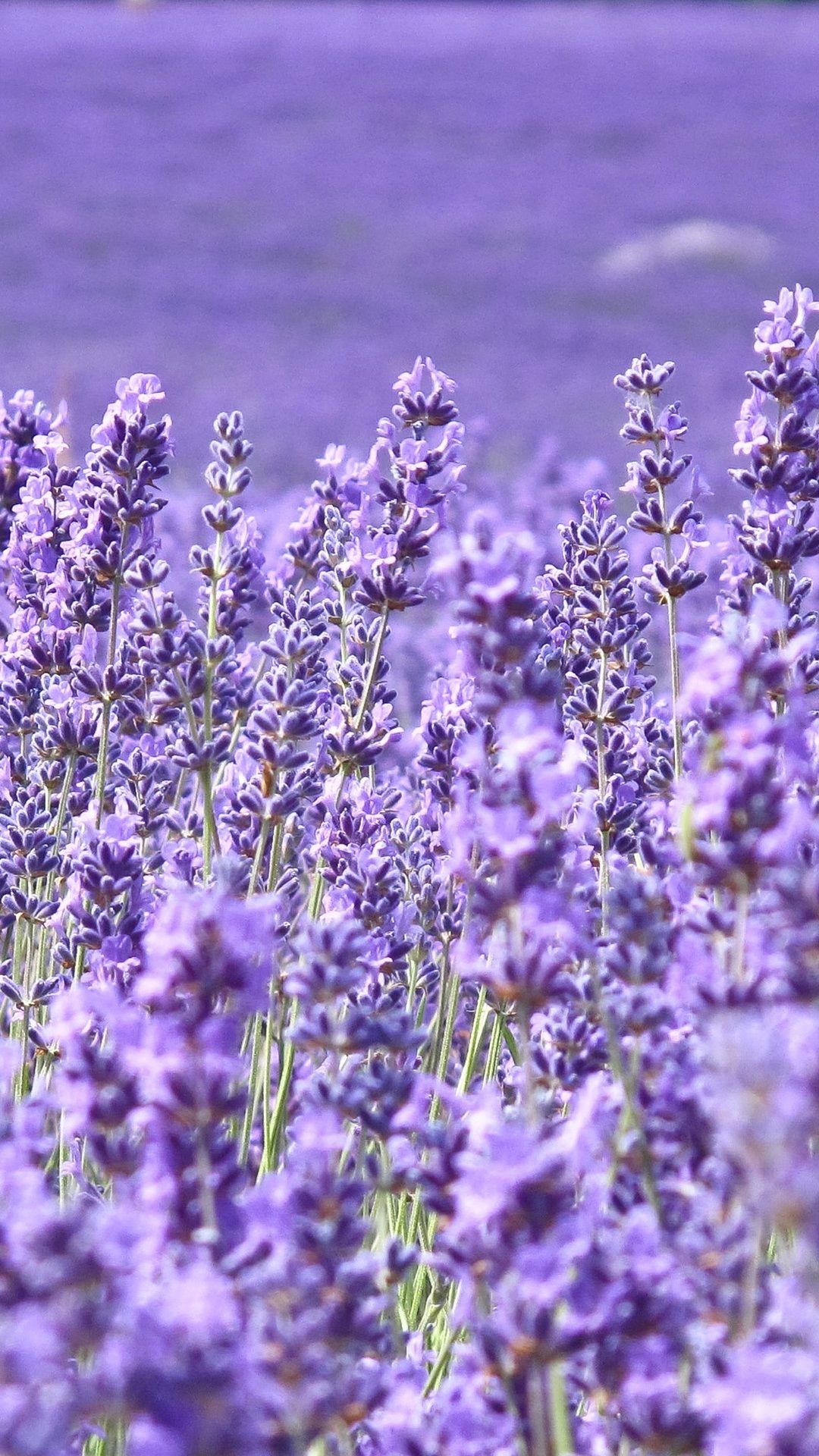 Lavender 4K Amazing Field Wallpapers