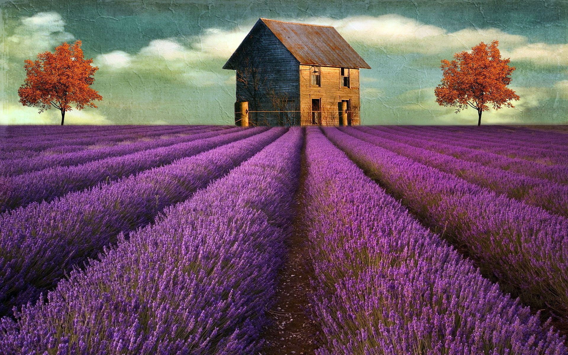 Lavender 4K Amazing Field Wallpapers