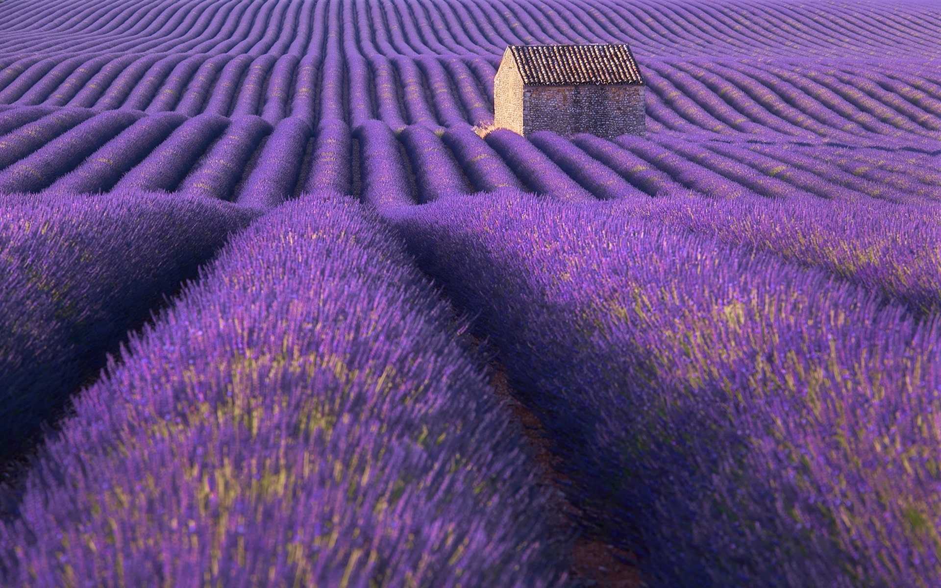 Lavender 4K Amazing Field Wallpapers