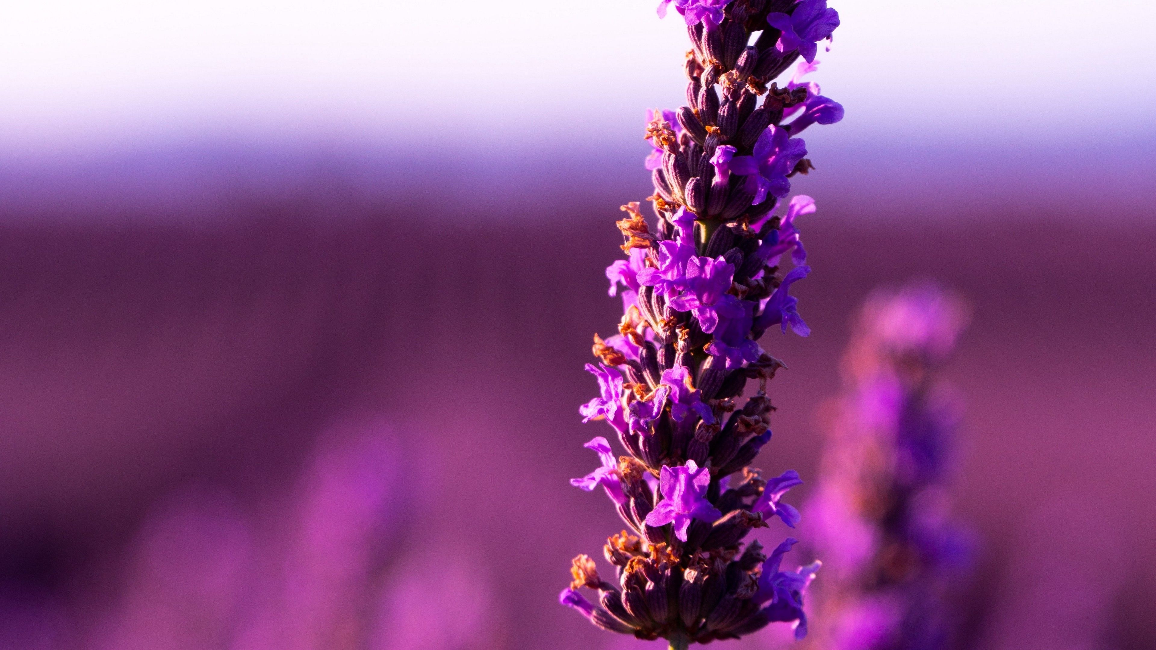 Lavender 4K Amazing Field Wallpapers