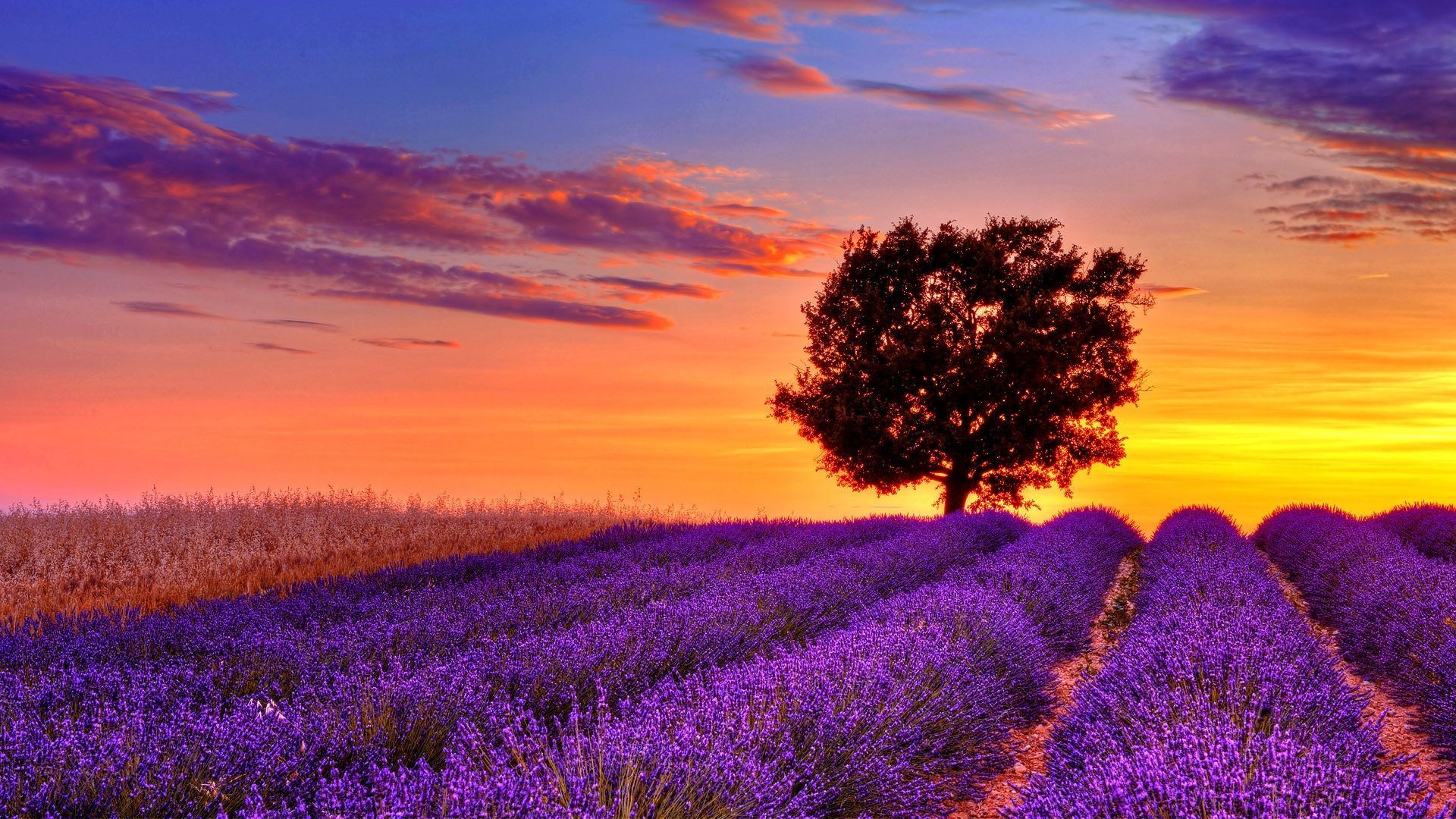 Lavender Field Wallpapers