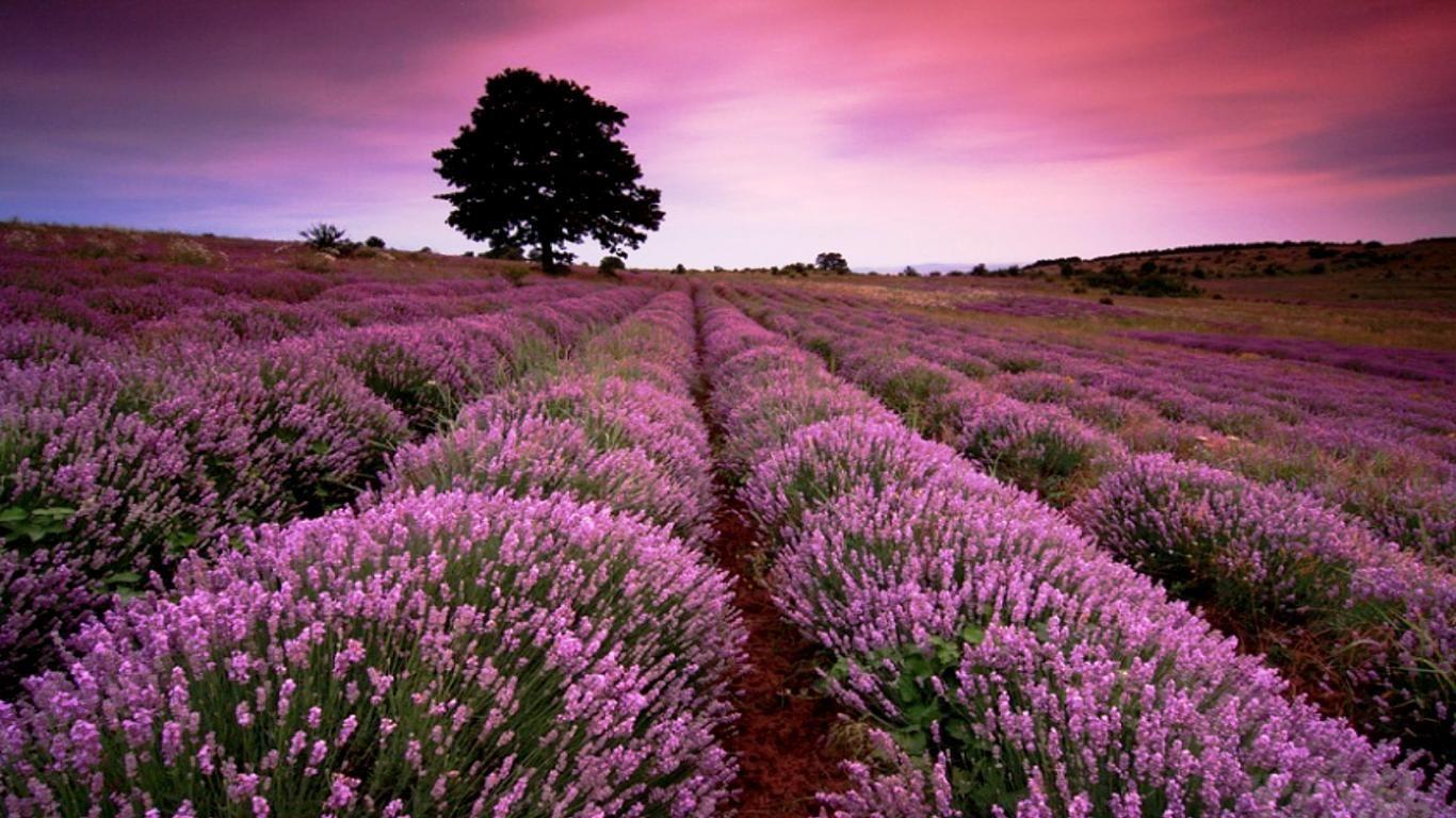 Lavender Field Wallpapers