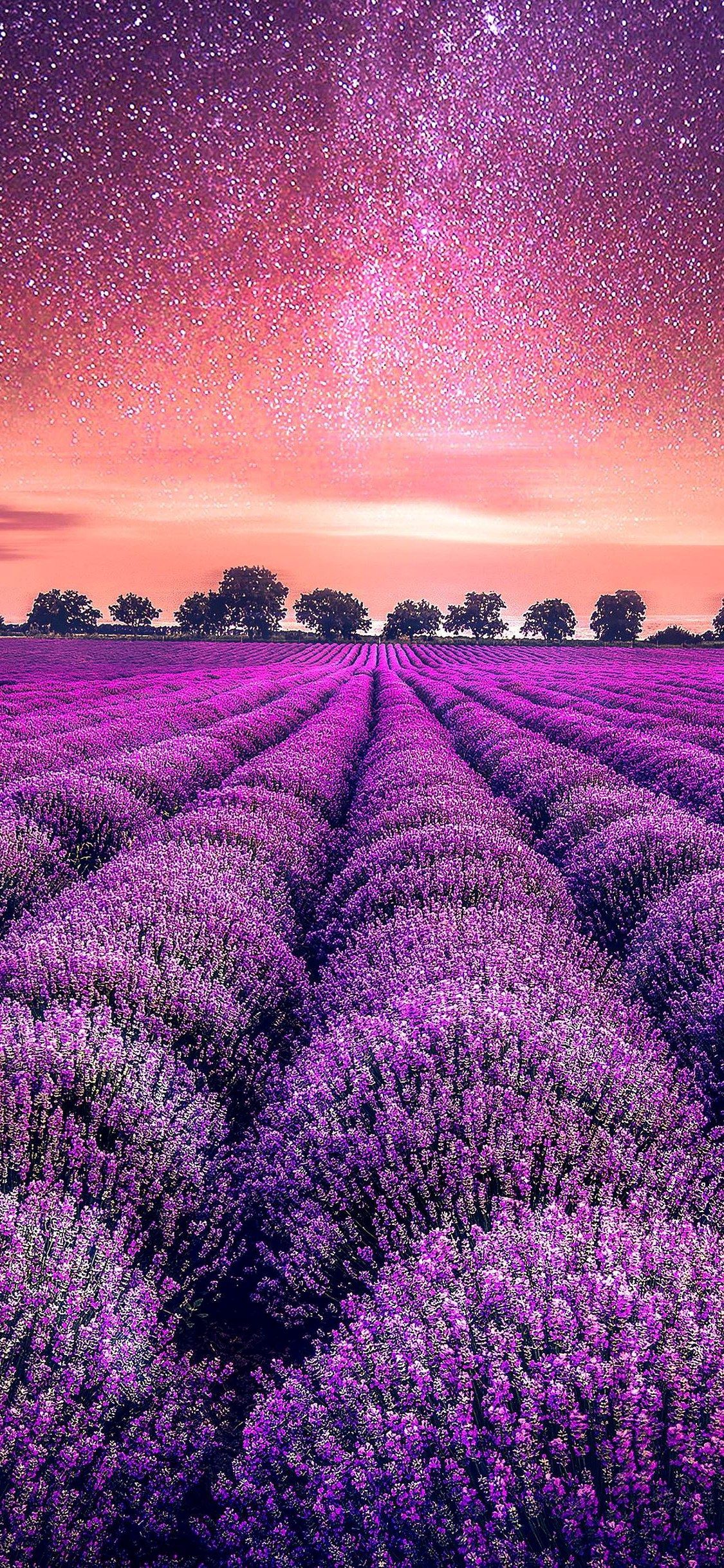 Lavender Field Wallpapers
