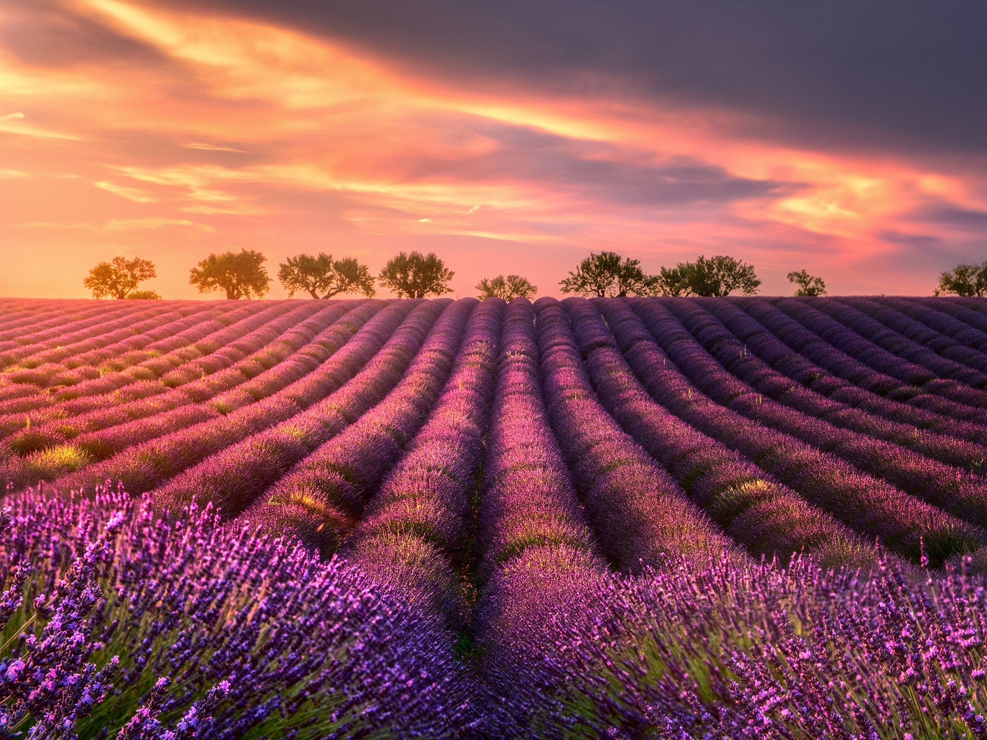 Lavender Field Wallpapers