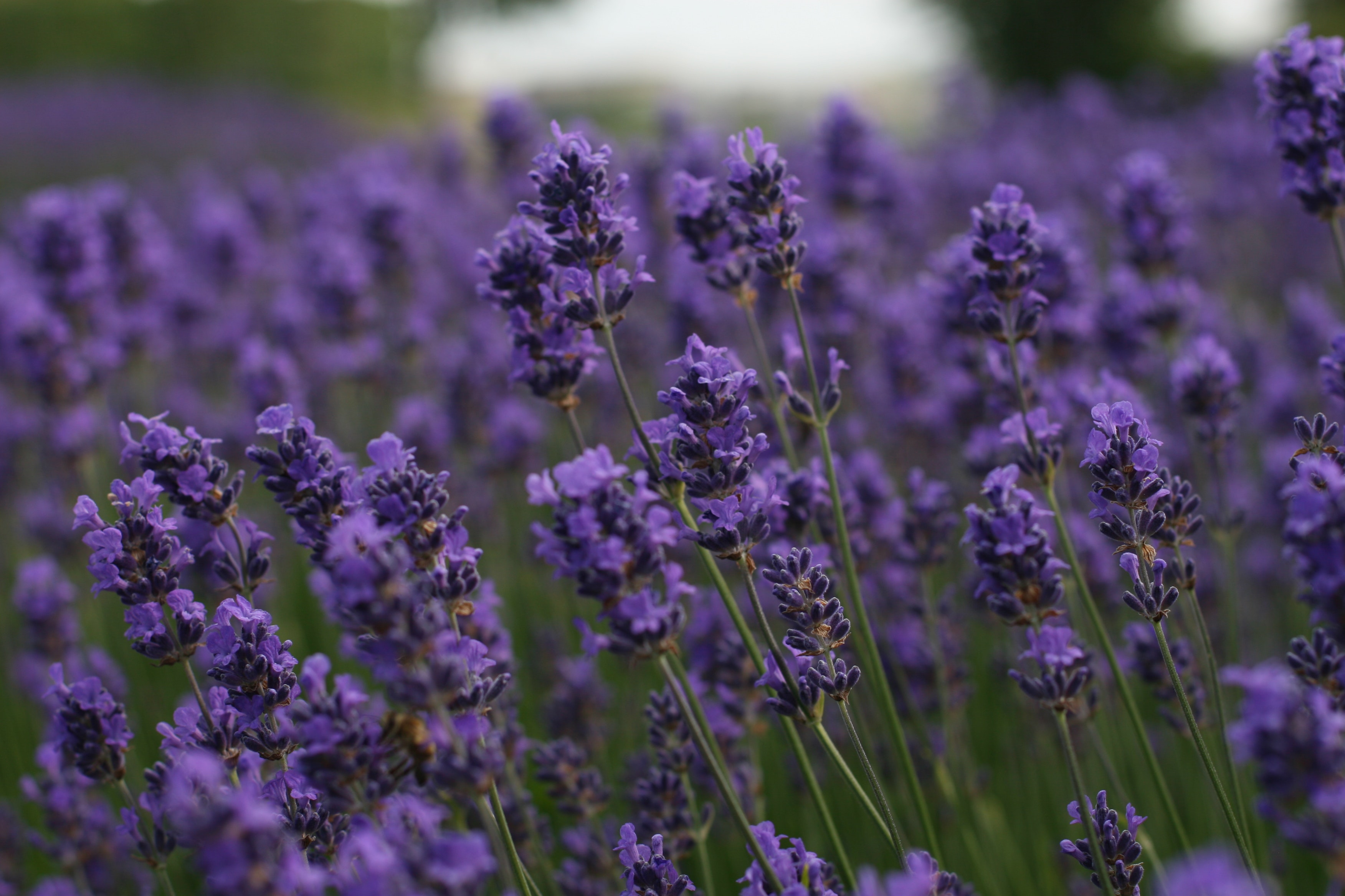 Lavender Field Wallpapers