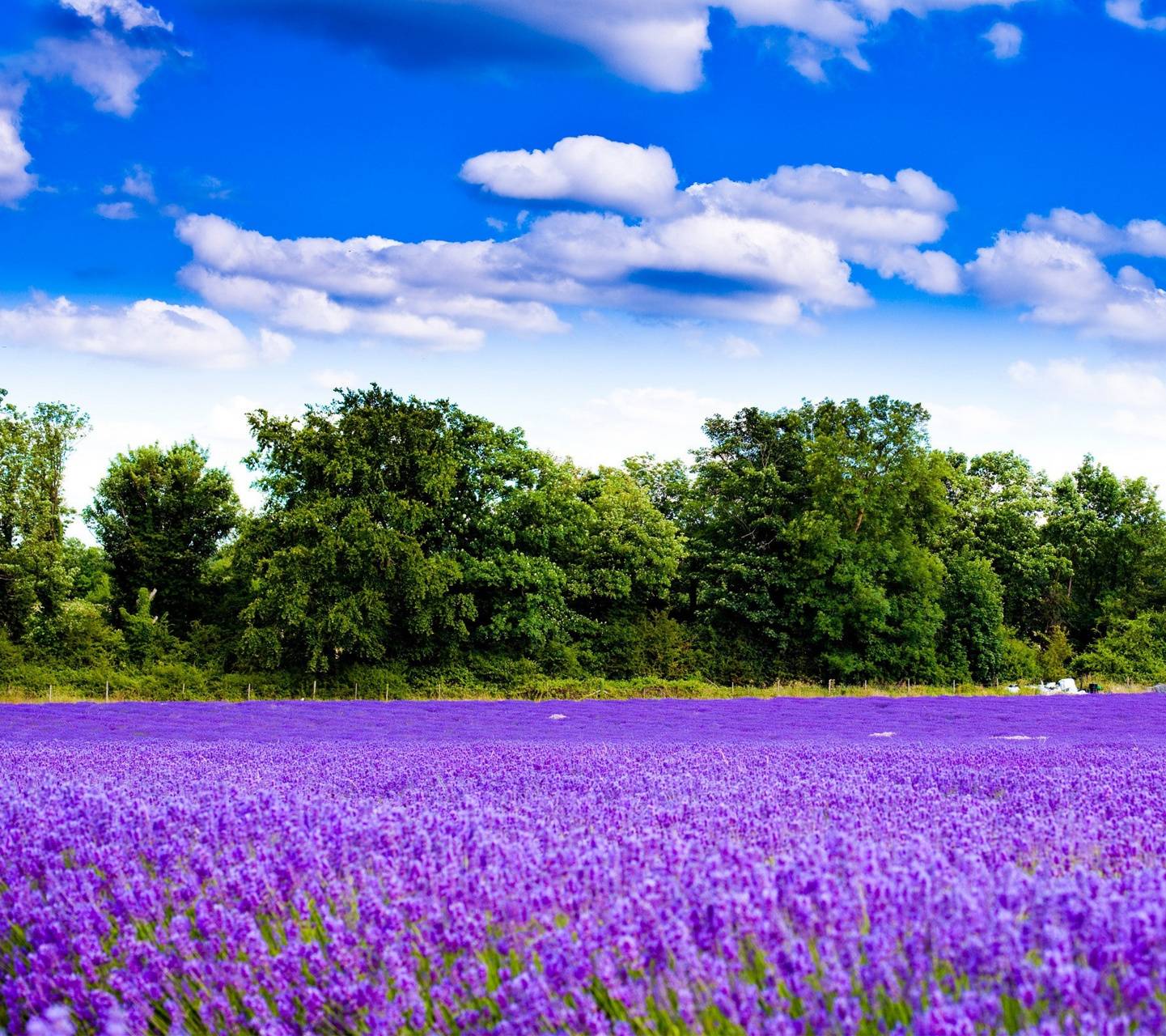 Lavender Field Wallpapers