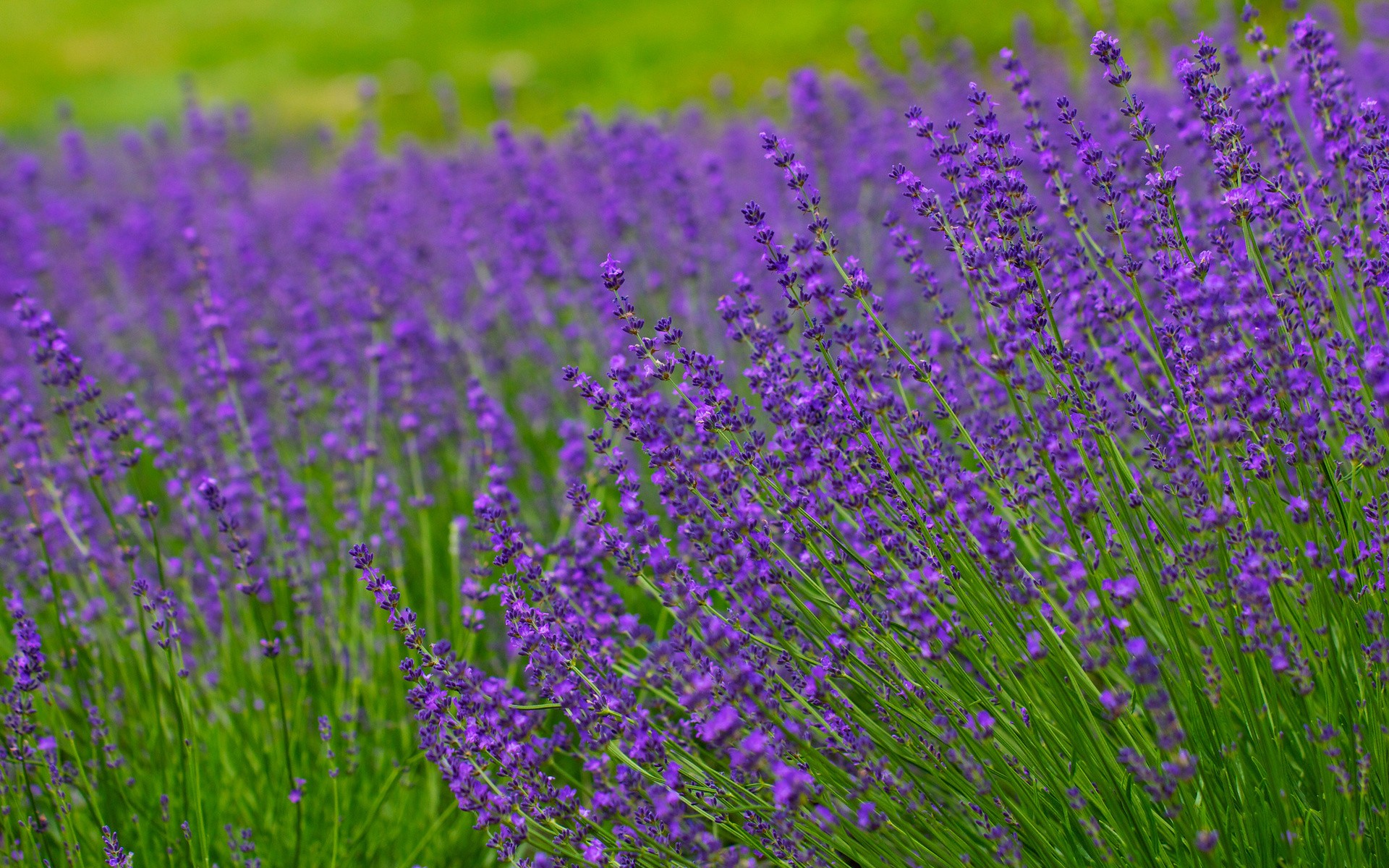 Lavender Field Wallpapers